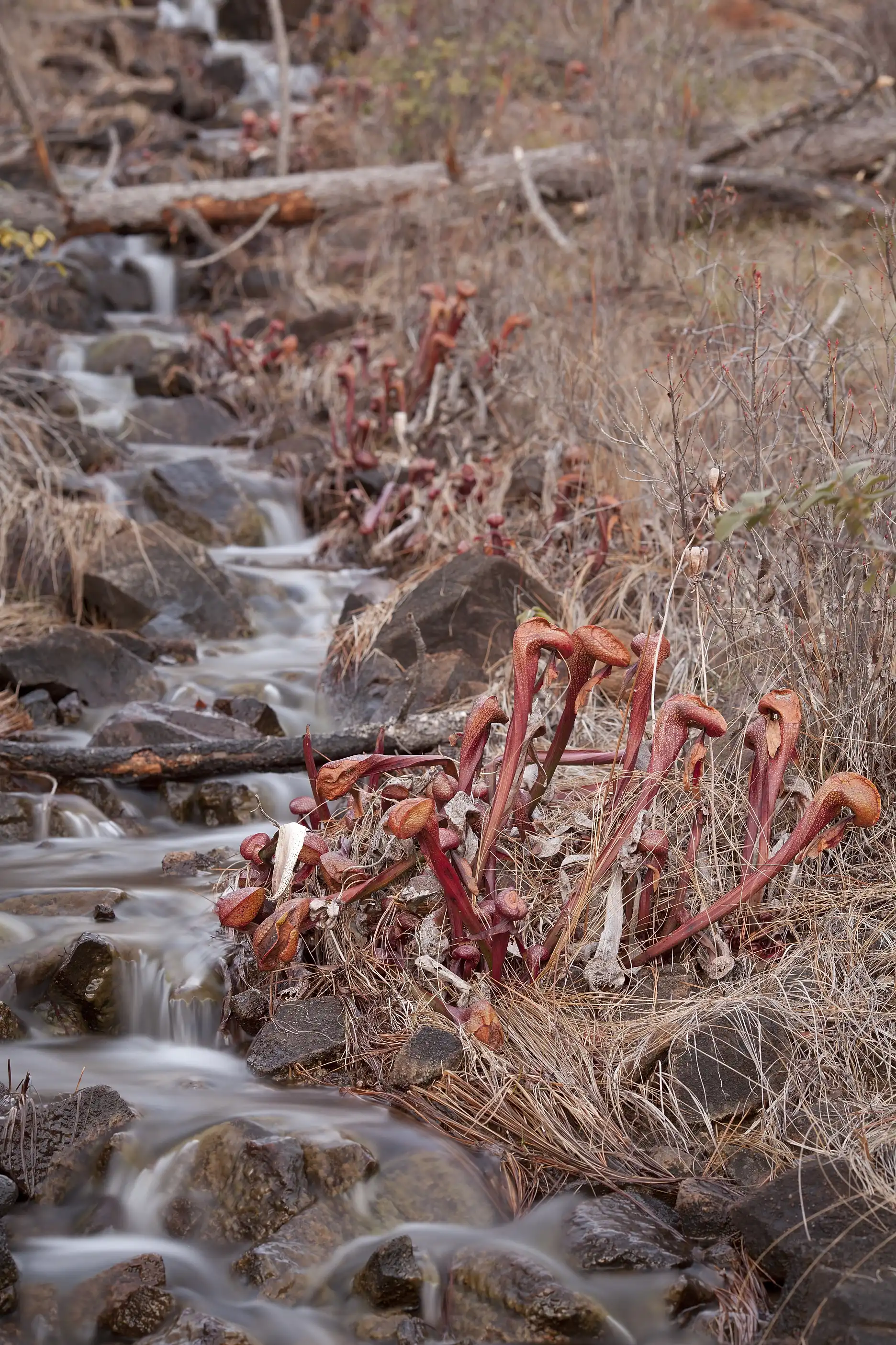 Darlingtonia californica plants grow along a seep at 8 Dollar Mountain in Josephine County, Oregon