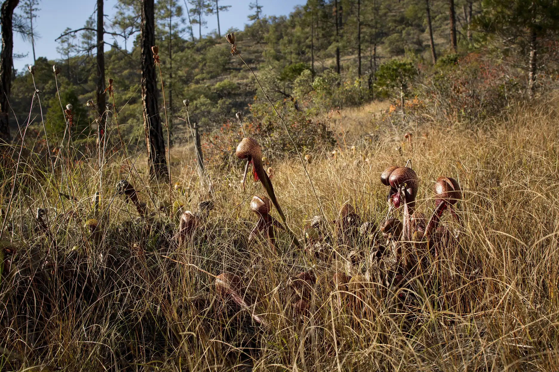 Darlingtonia grow amidst grasses at $8 Mountain