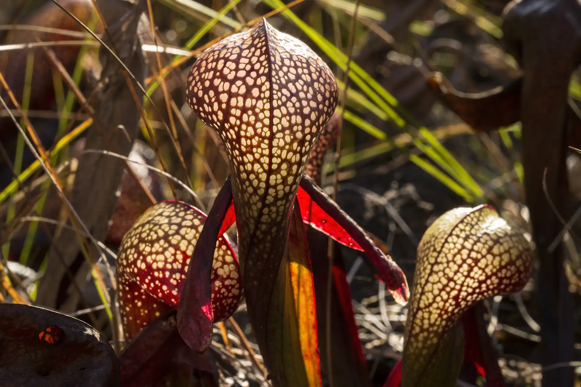 Darlingtonia californica pitchers