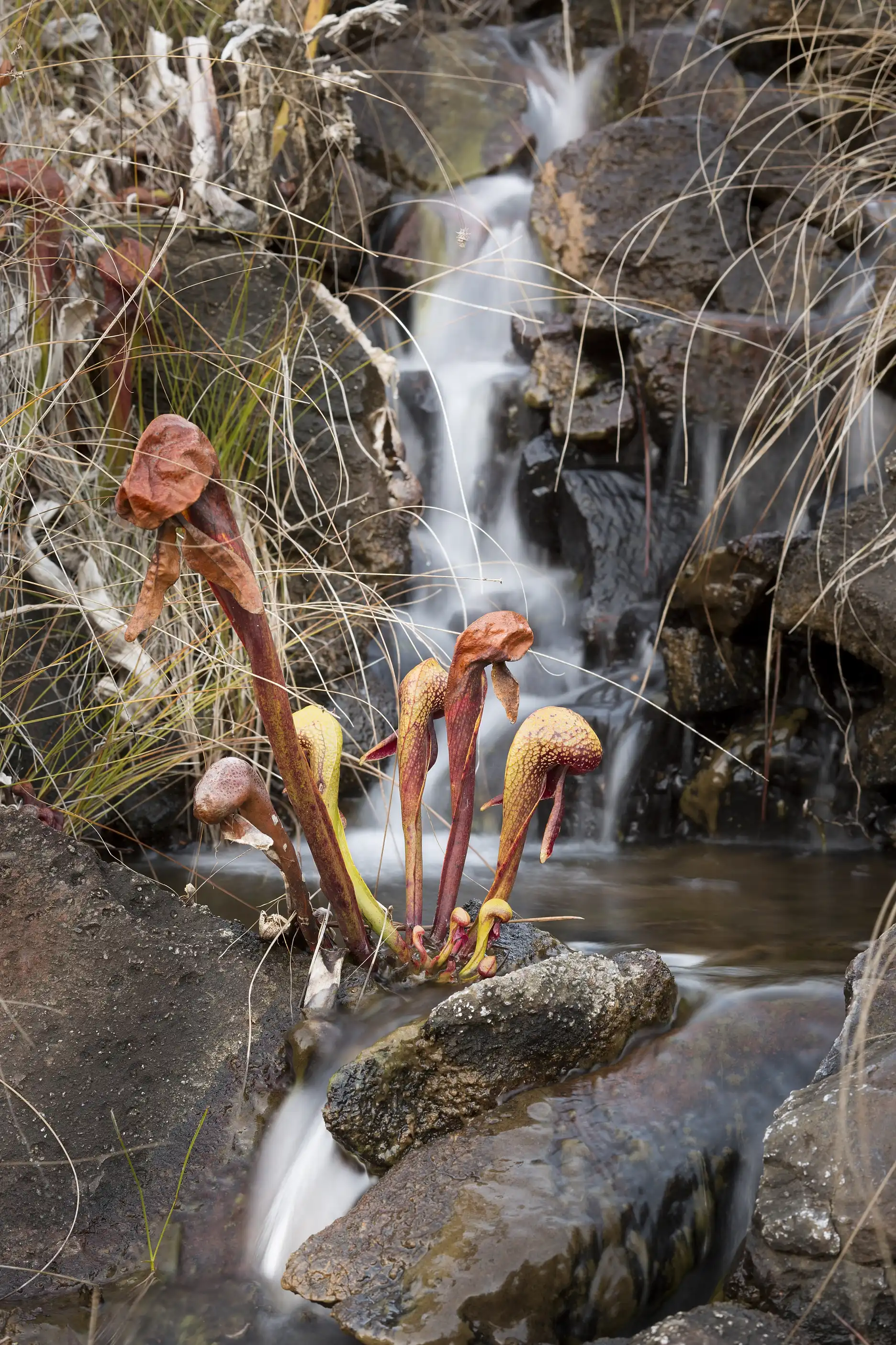 Darlingtonia californica grow in a seep at $8 Mountain