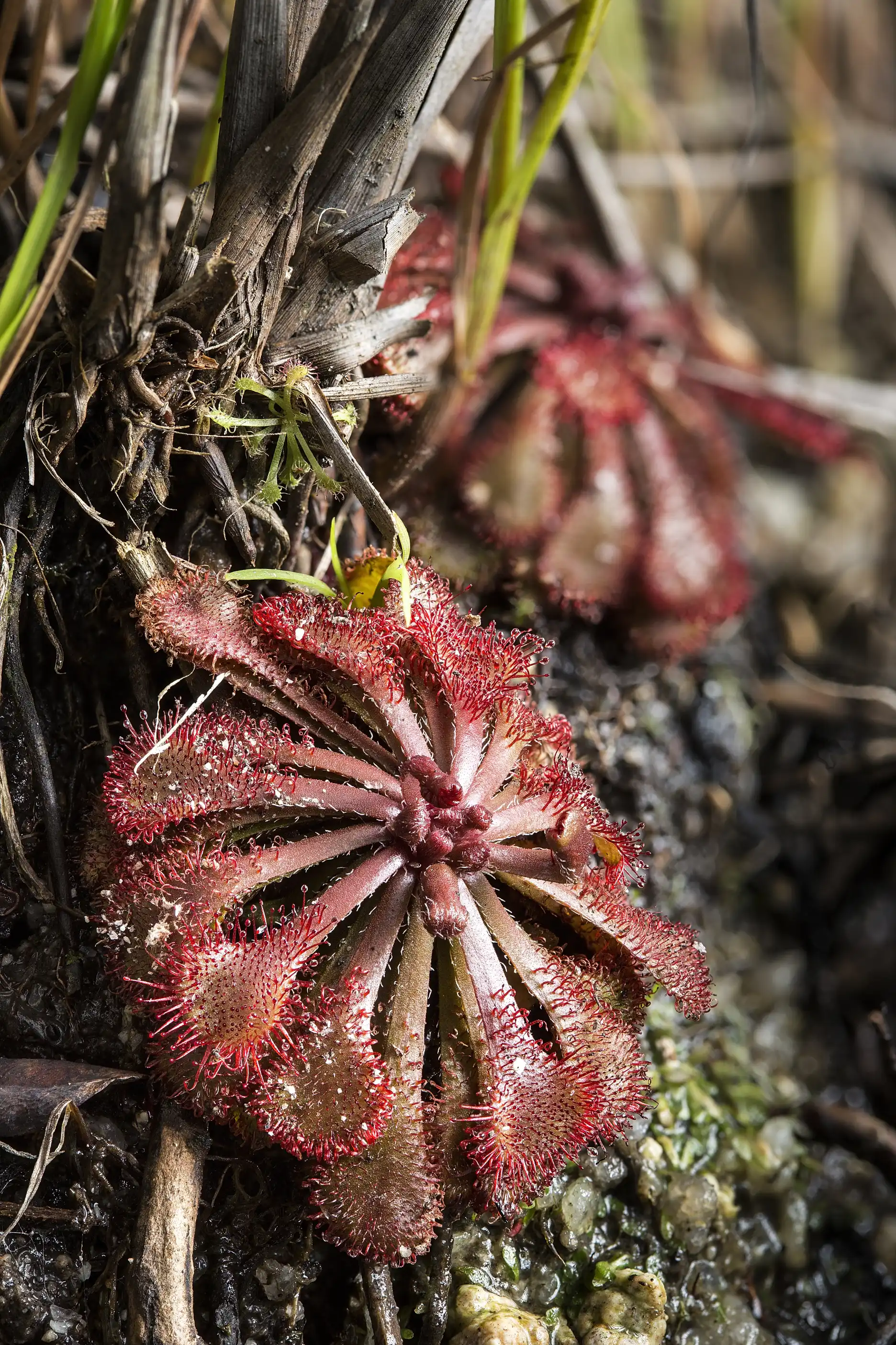 Drosera spatulata grows in Macau, China