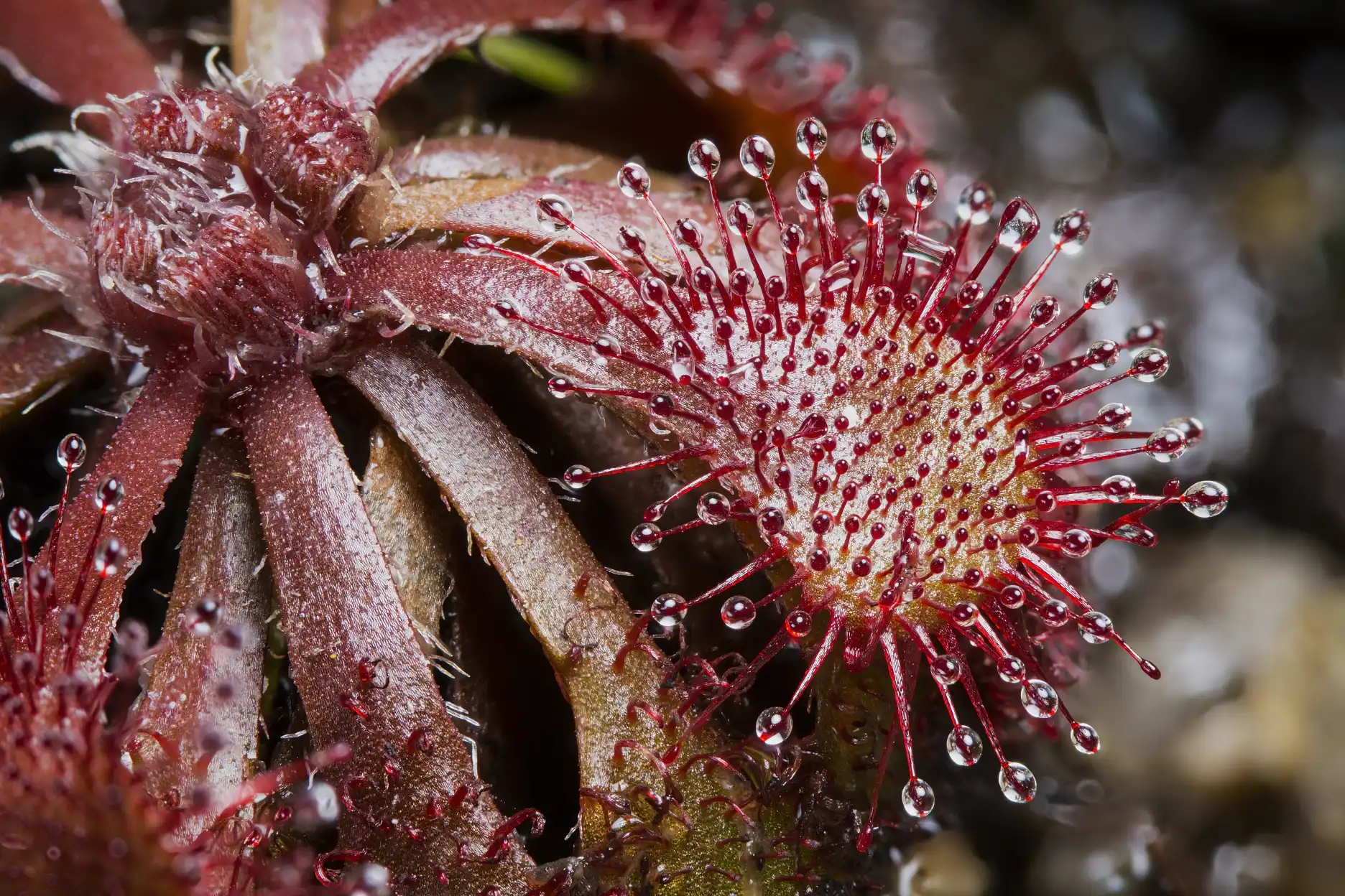 A Drosera spatulata leaf glistens in Macau, China