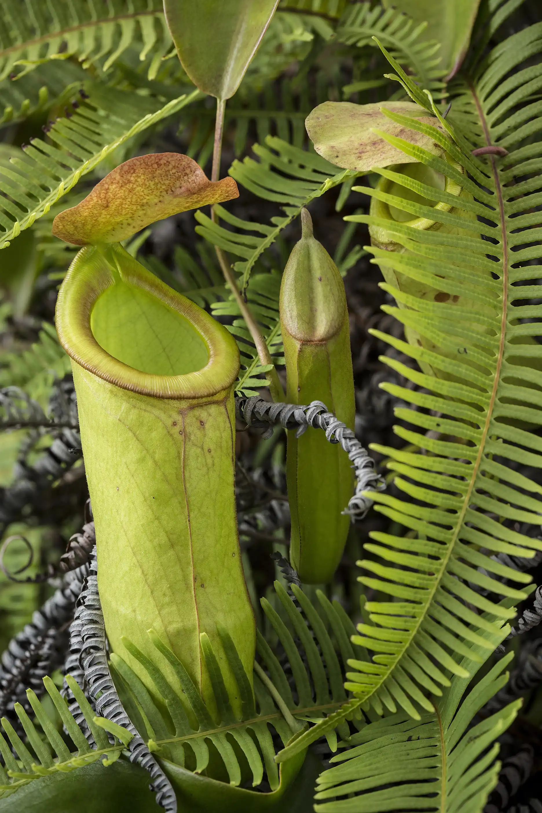 Nepenthes mirabilis pitchers grow amongst ferns in Macau, China