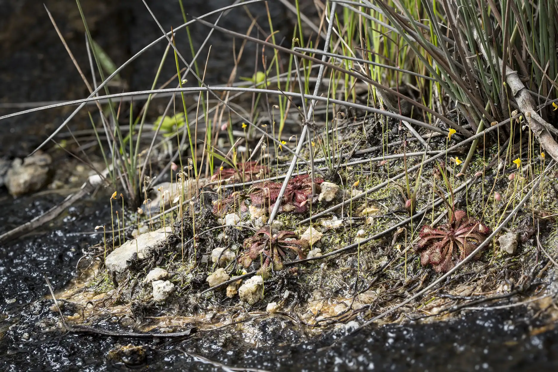 Drosera spatulata and Utricularia bifida grow in Macau, China