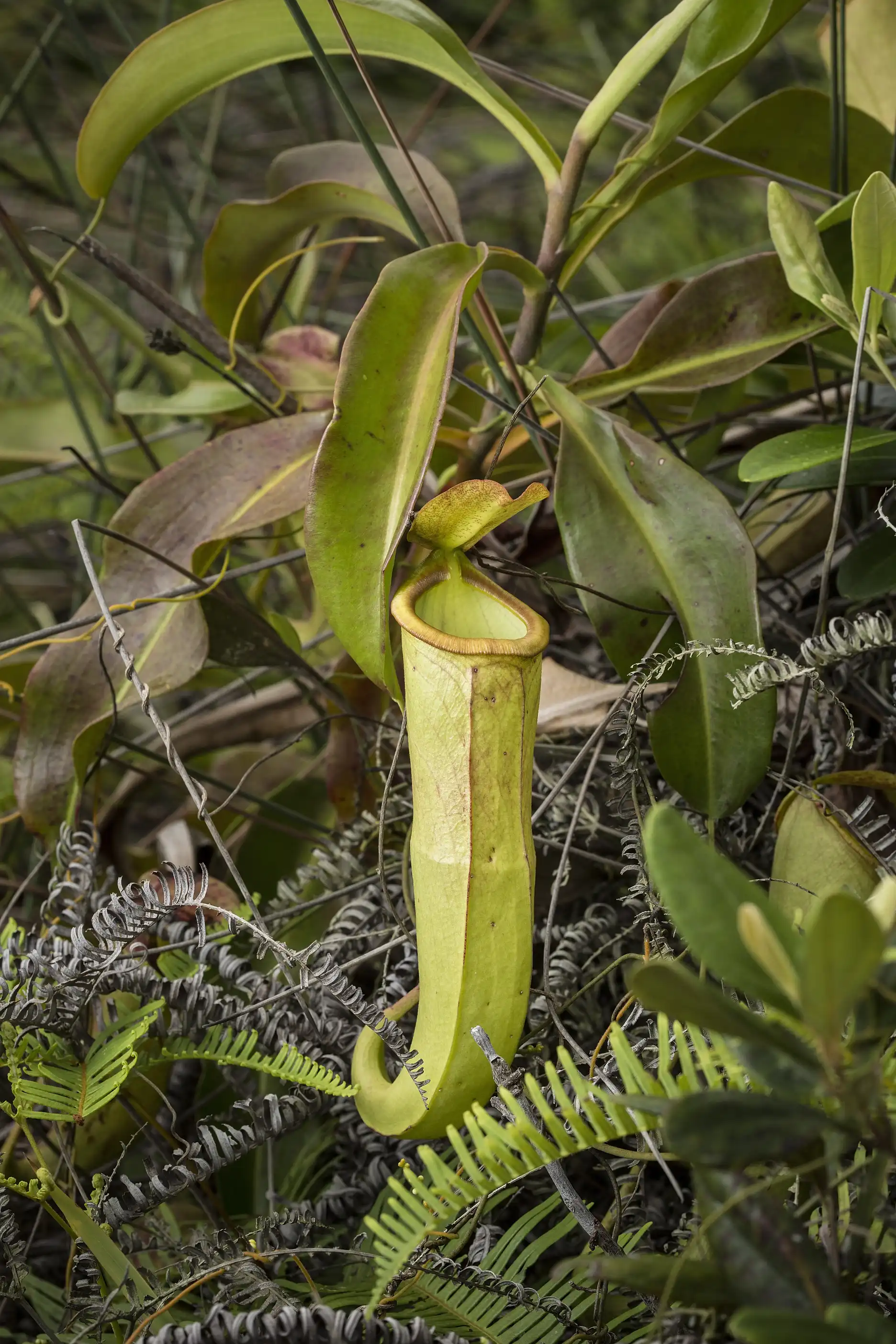 Nepenthes mirabilis grows in Macau, China