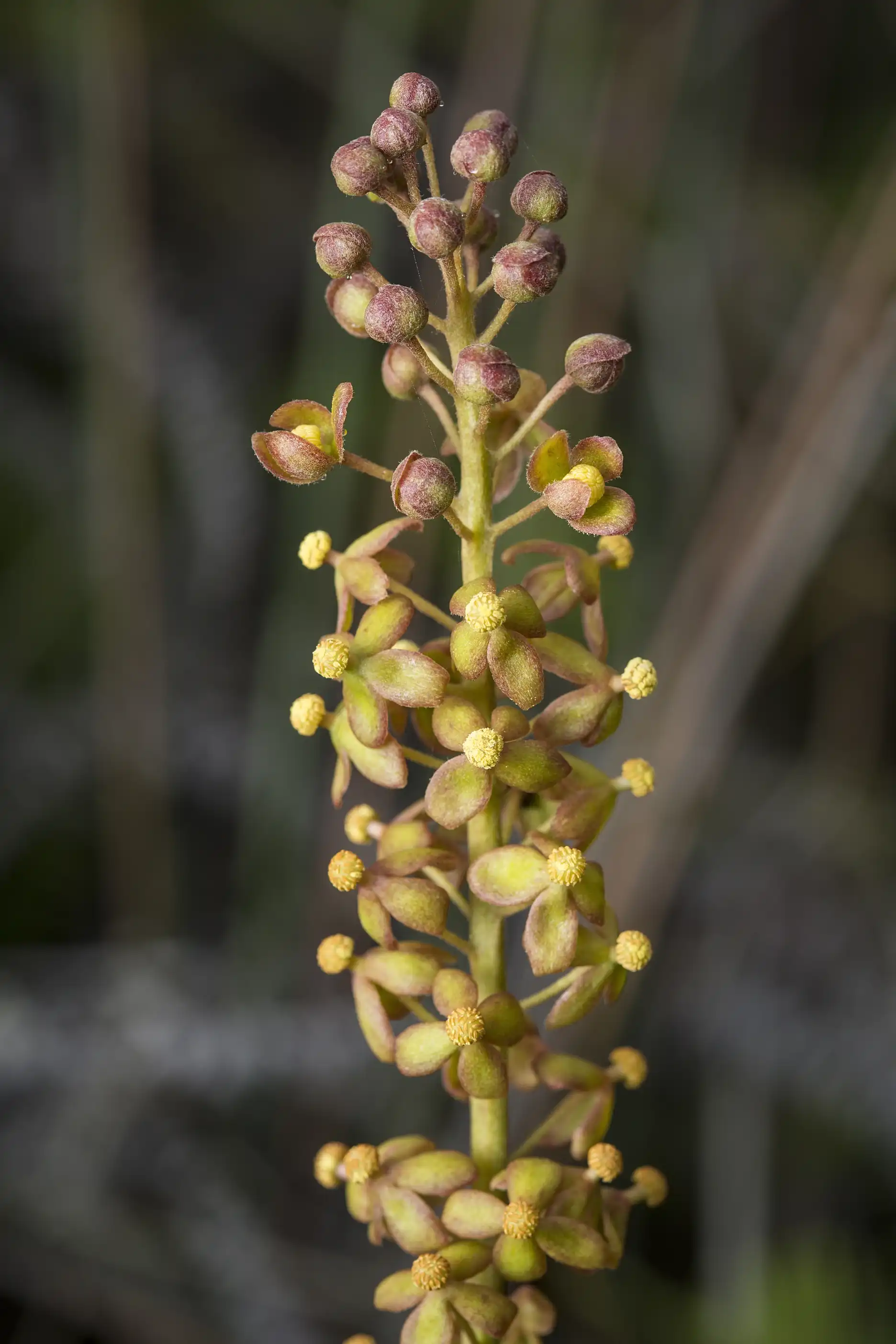 Nepenthes mirabilis grows in Macau, China