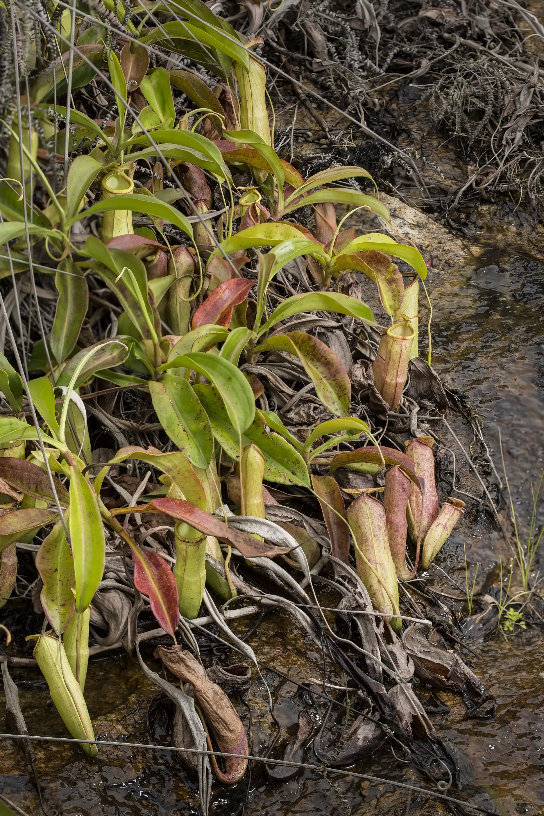 A group of Nepenthes mirabilis grow in Macau, China