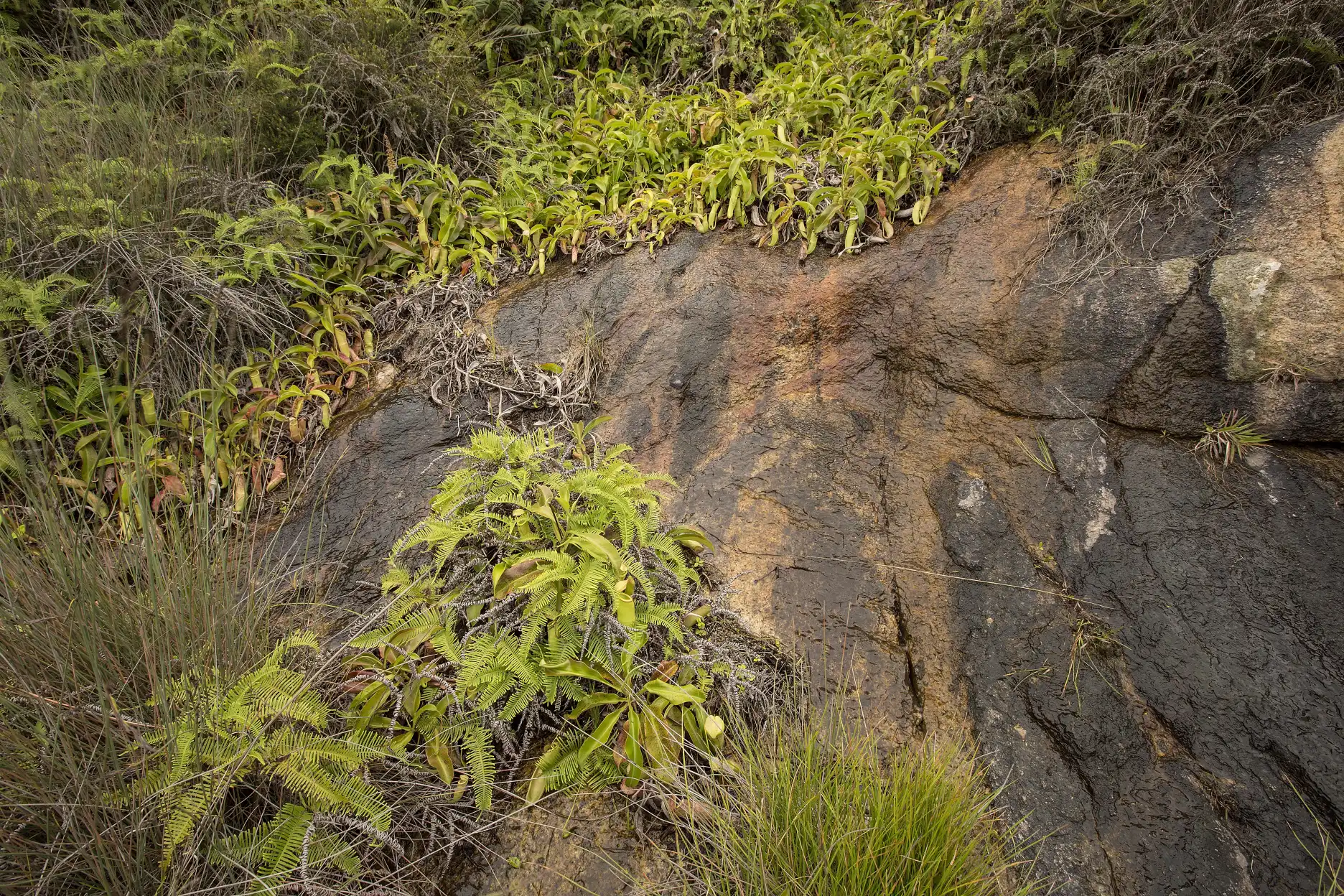 Nepenthes mirabilis grow on a hillside near Hac Sa in Coloane, Macau, China. 