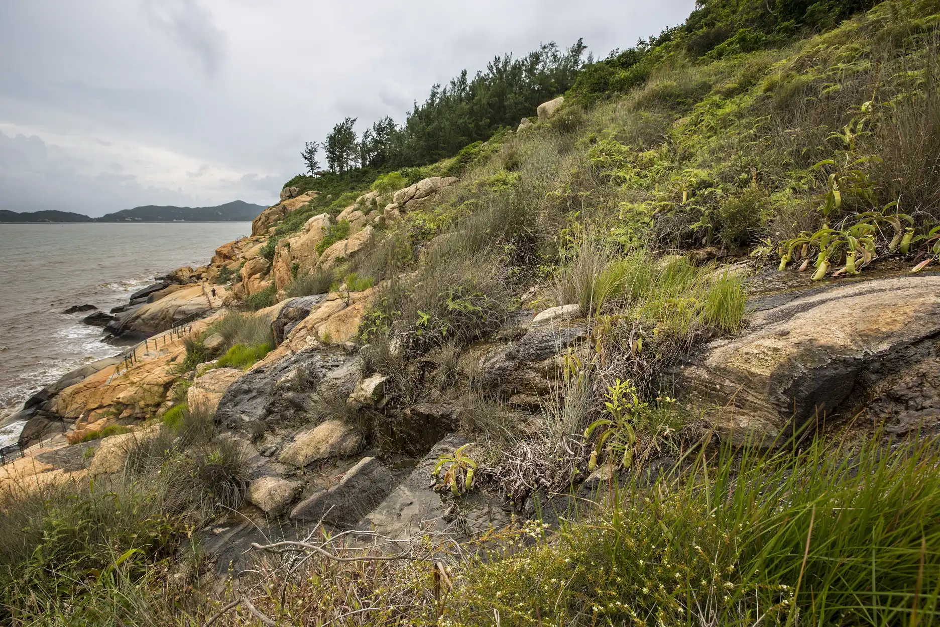 Carnivorous plants grow on a hillside near Hac Sa in Coloane, Macau, China.