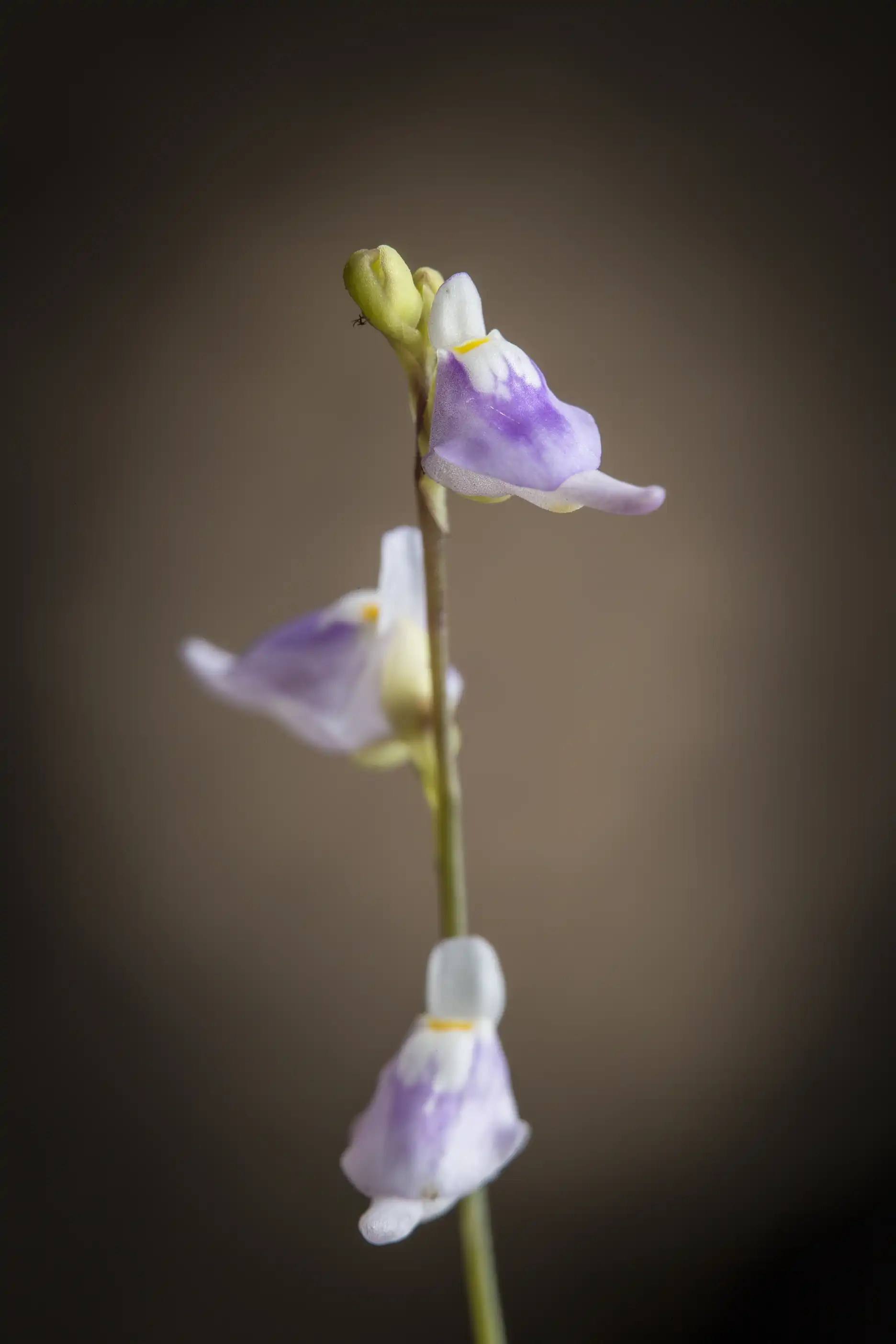 Utricularia caerulea grows in Macau, China.