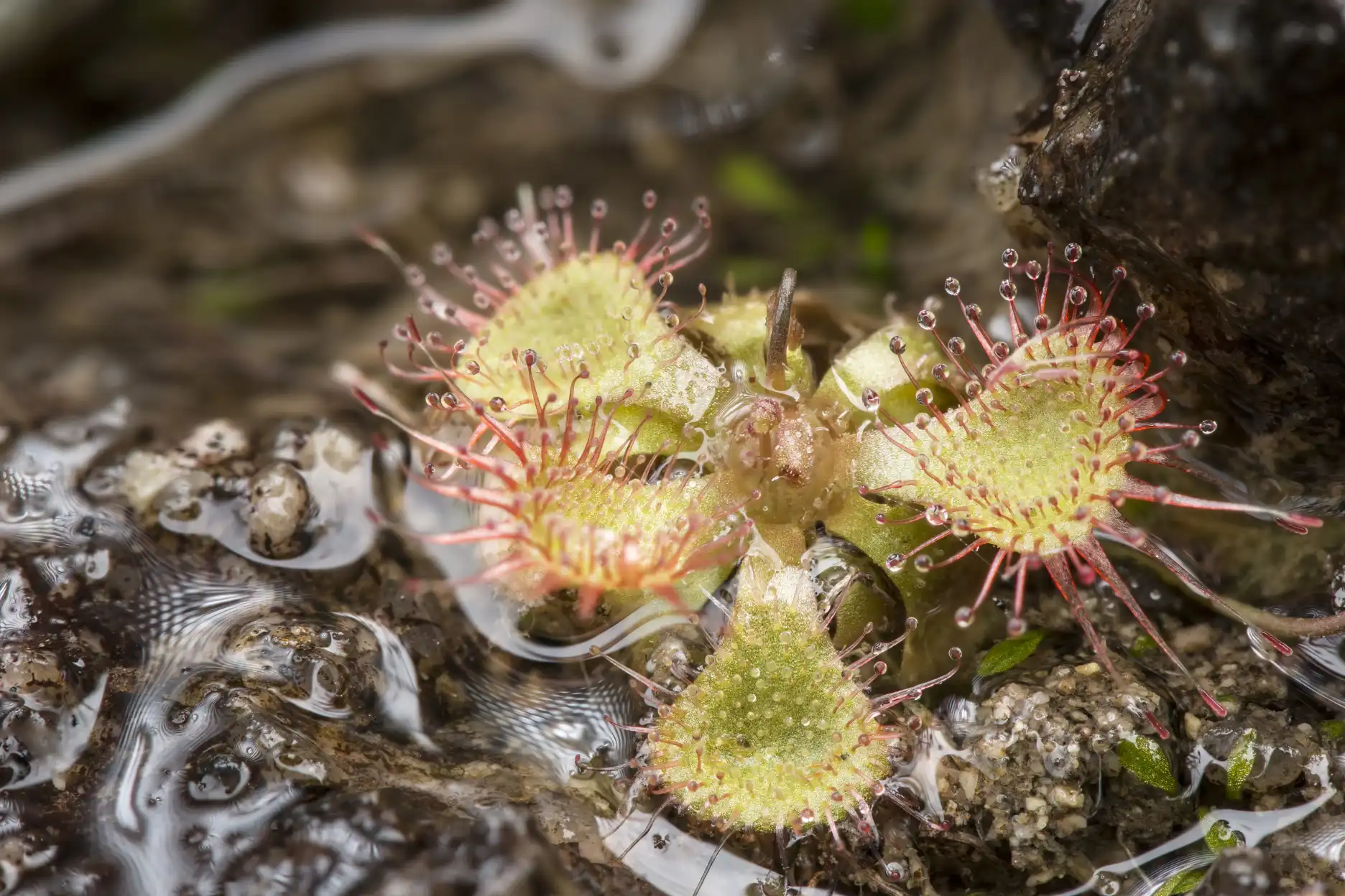 Drosera burmannii plant growing on Hengqin Island in Zhuhai, Guangdong Province, China.