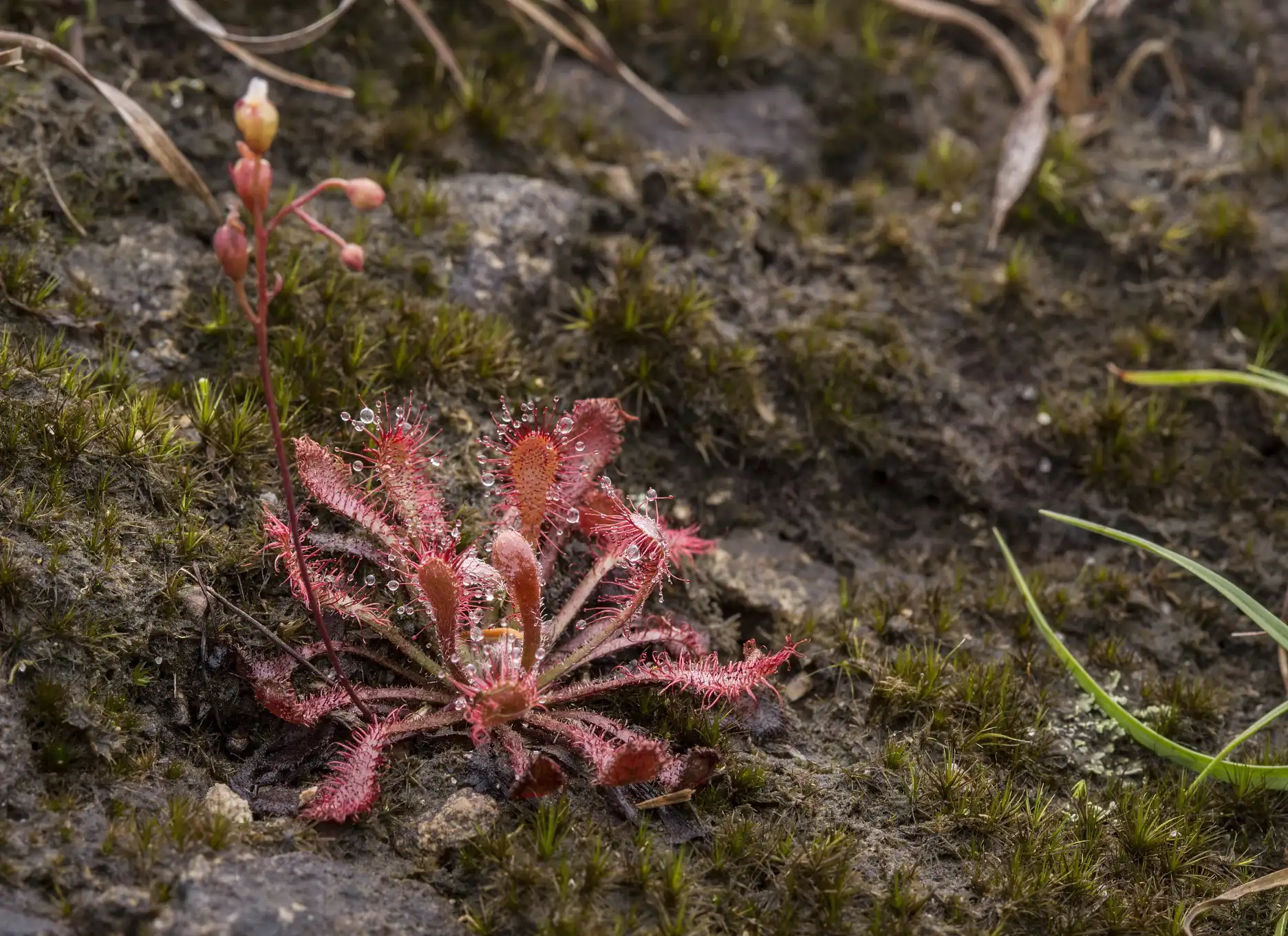 Solitary Drosera oblanceolata grows in Hong Kong