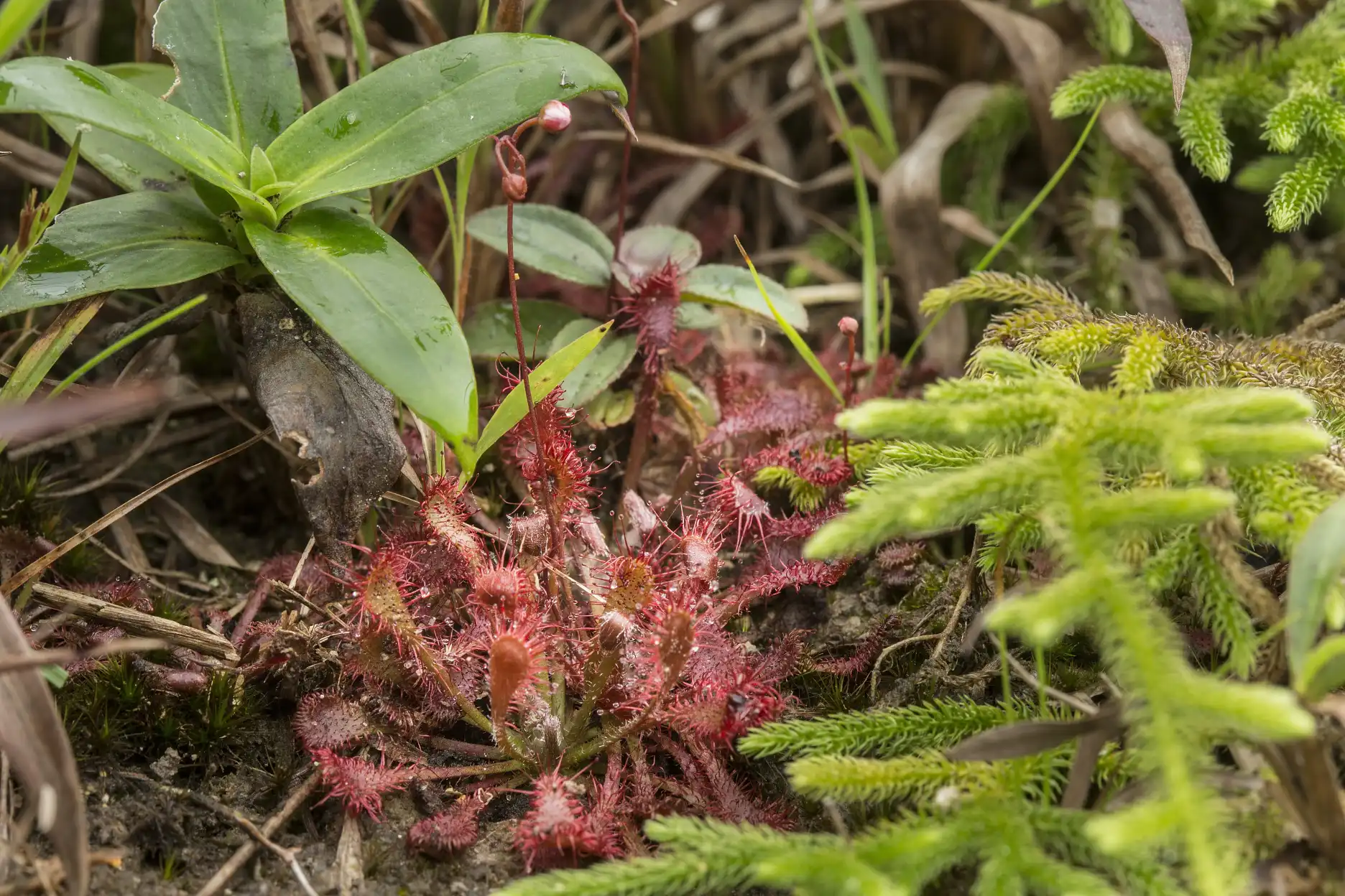 Drosera oblanceolata grows with a Lycopodiella at Sunset Peak