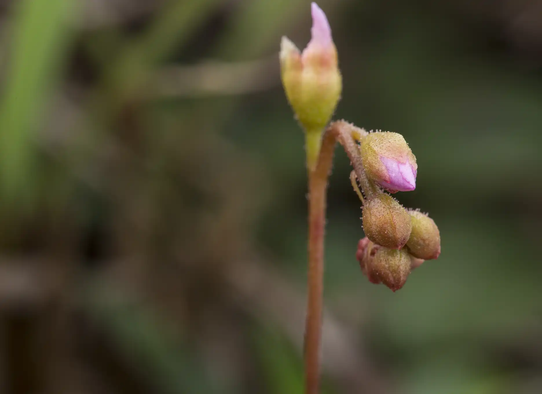 Inflorescence on D. spatulata /whatever