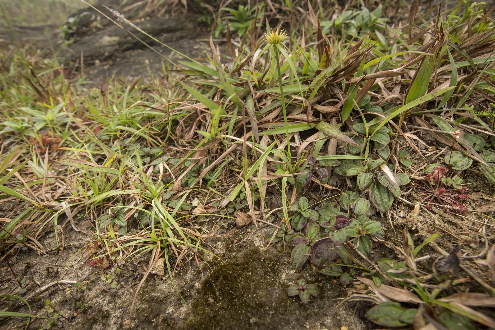 Drosera oblanceolata and D. spatulata-like plants