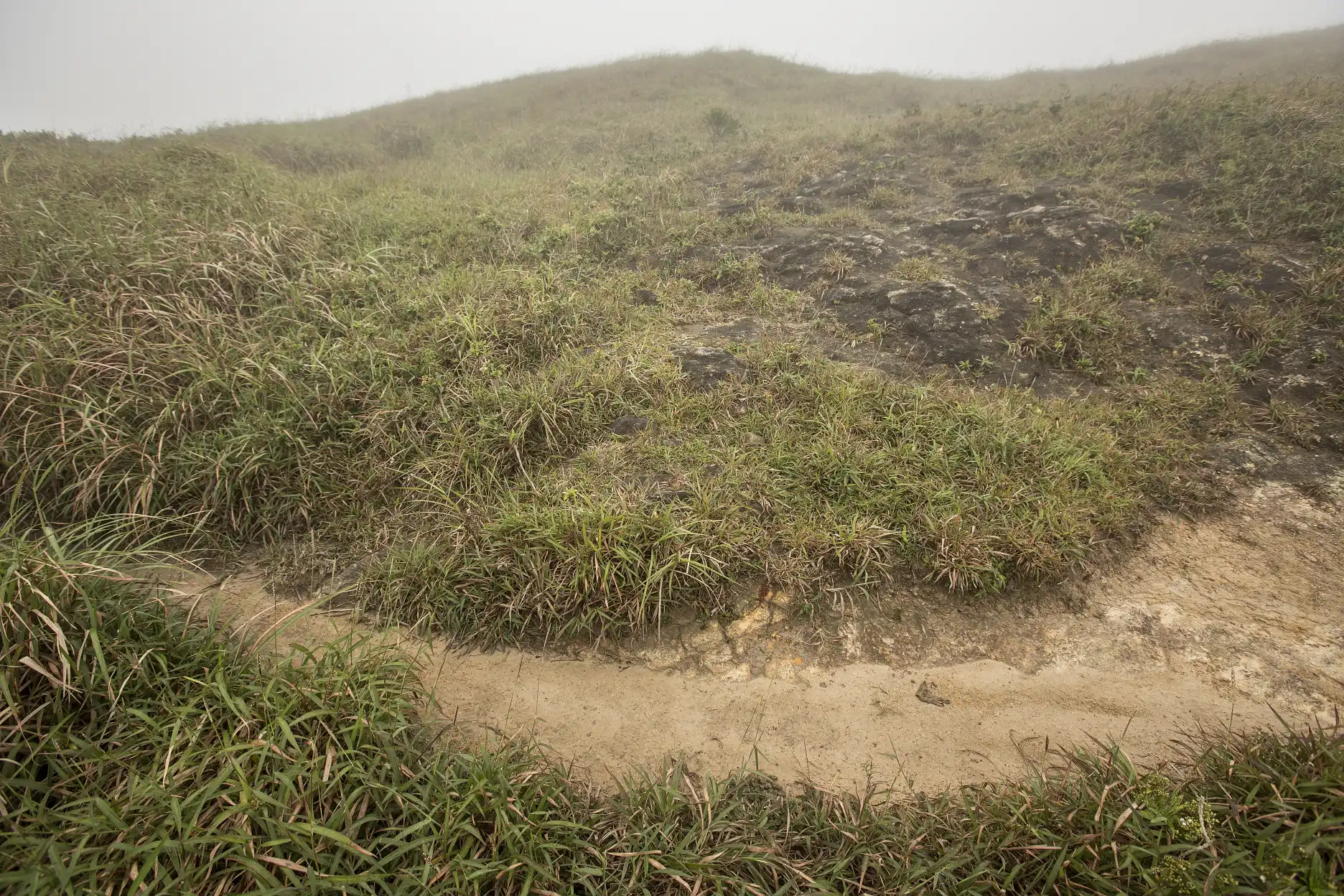 Drosera oblanceolata habitat at Sunset Peak, Hong Kong