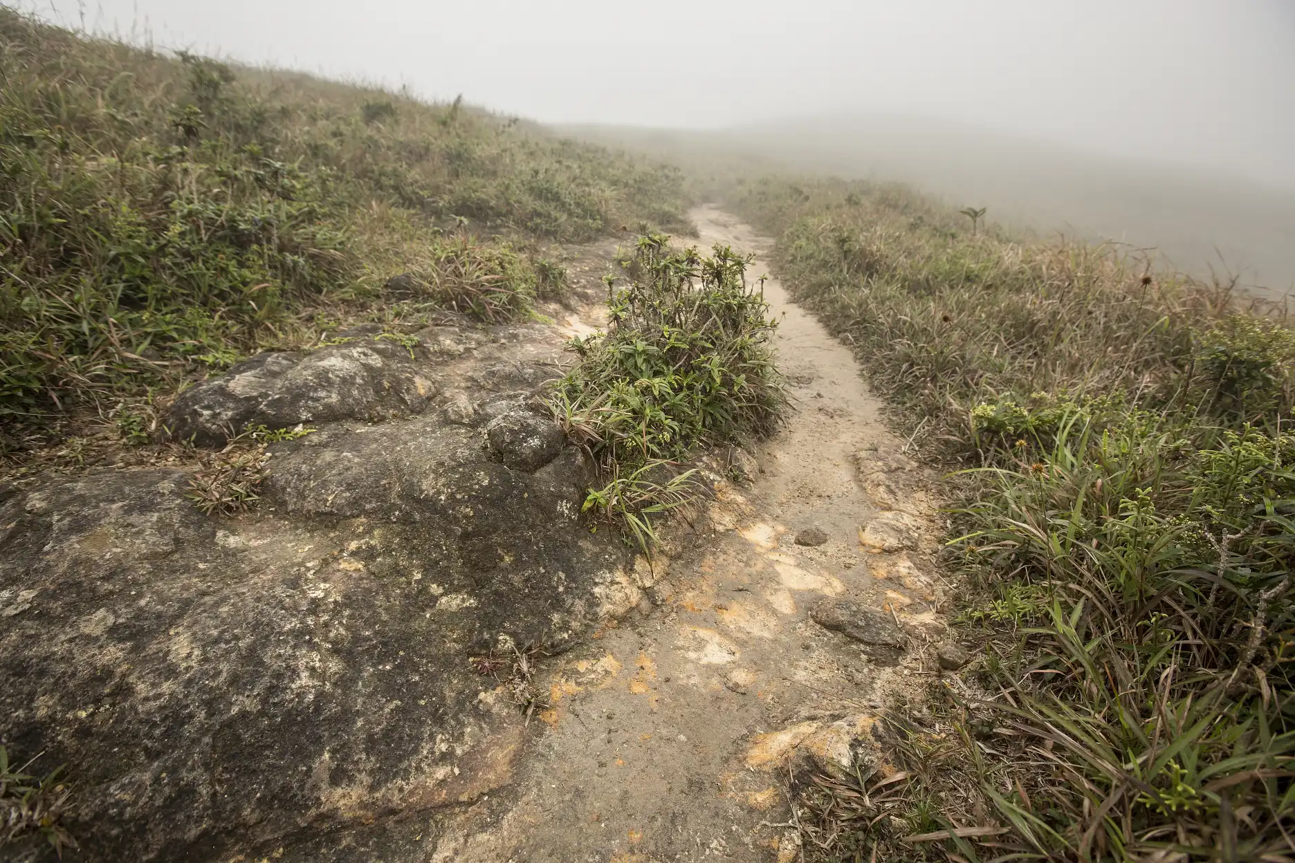 Drosera oblanceolata habitat and trail at Sunset Peak, Hong Kong