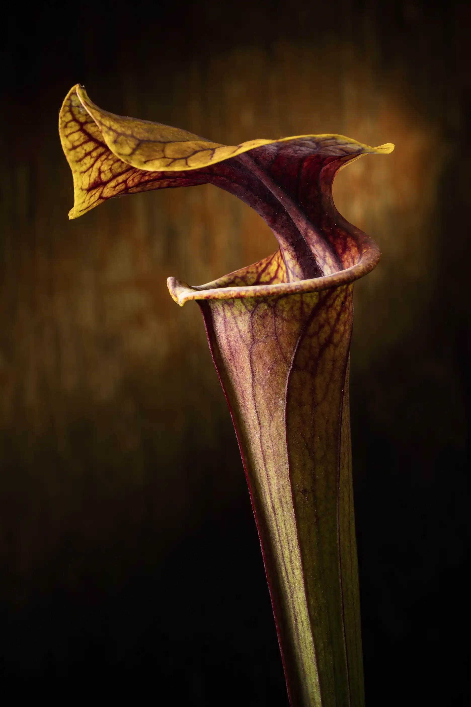 Sarracenia flava var. rubricorpora - Andrew Marshall clone pitcher
