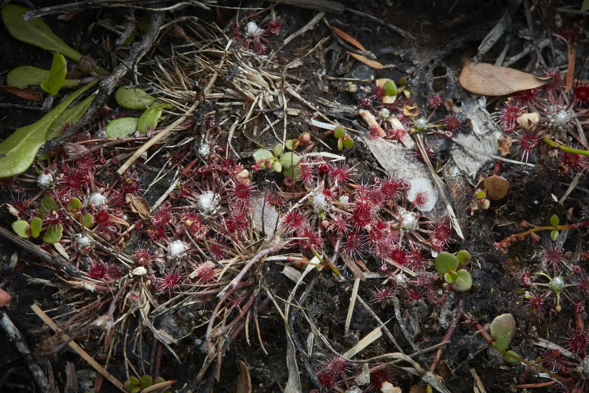 Drosera pygmea near North Head Quarantine Station