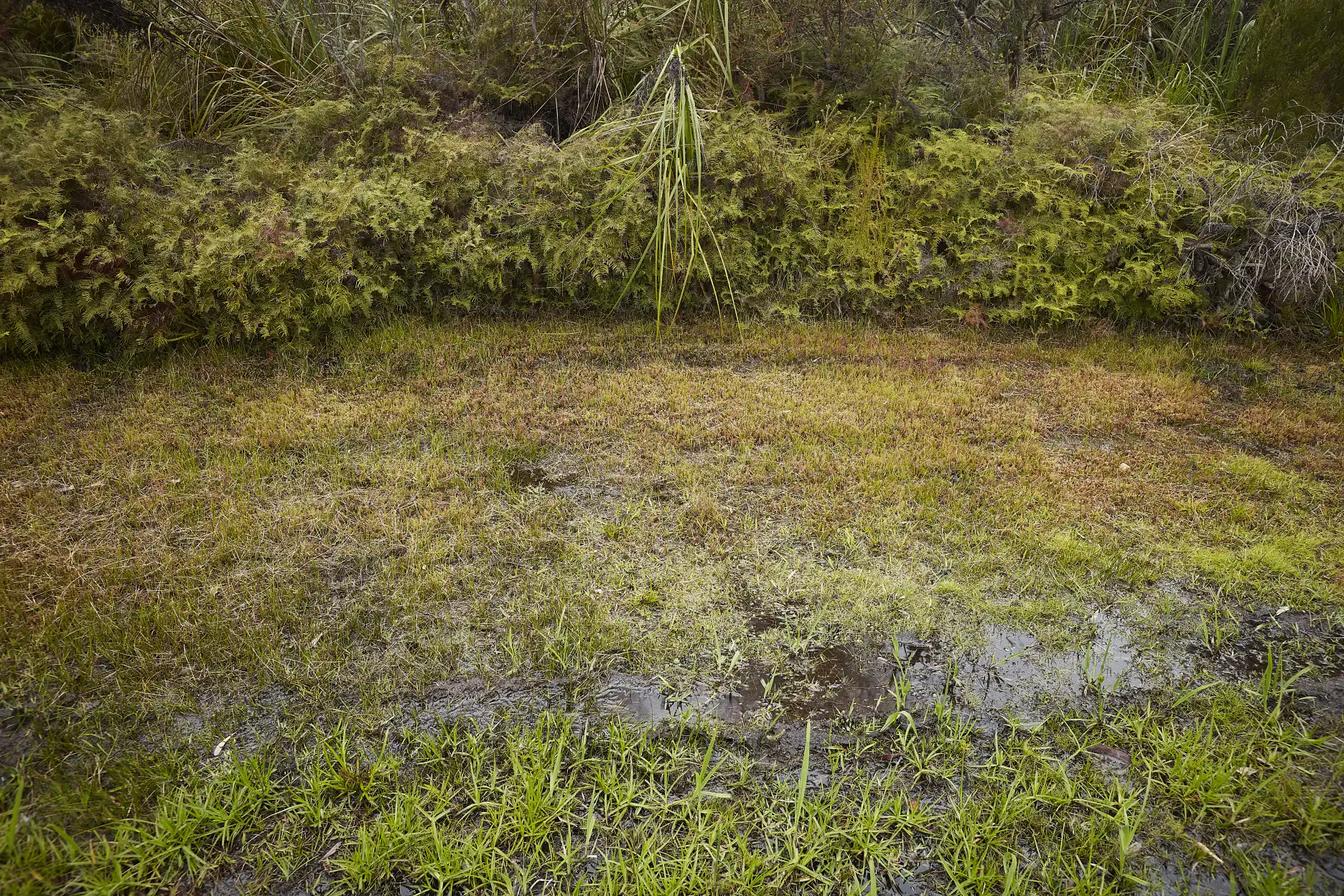 Drosera binata habitat near North Head Quarantine Station