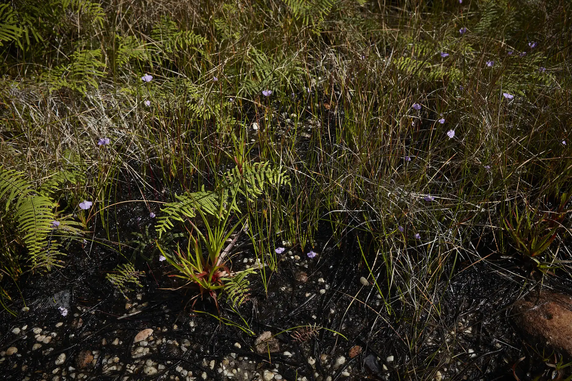 Utricularia uniflora habitat at North Head