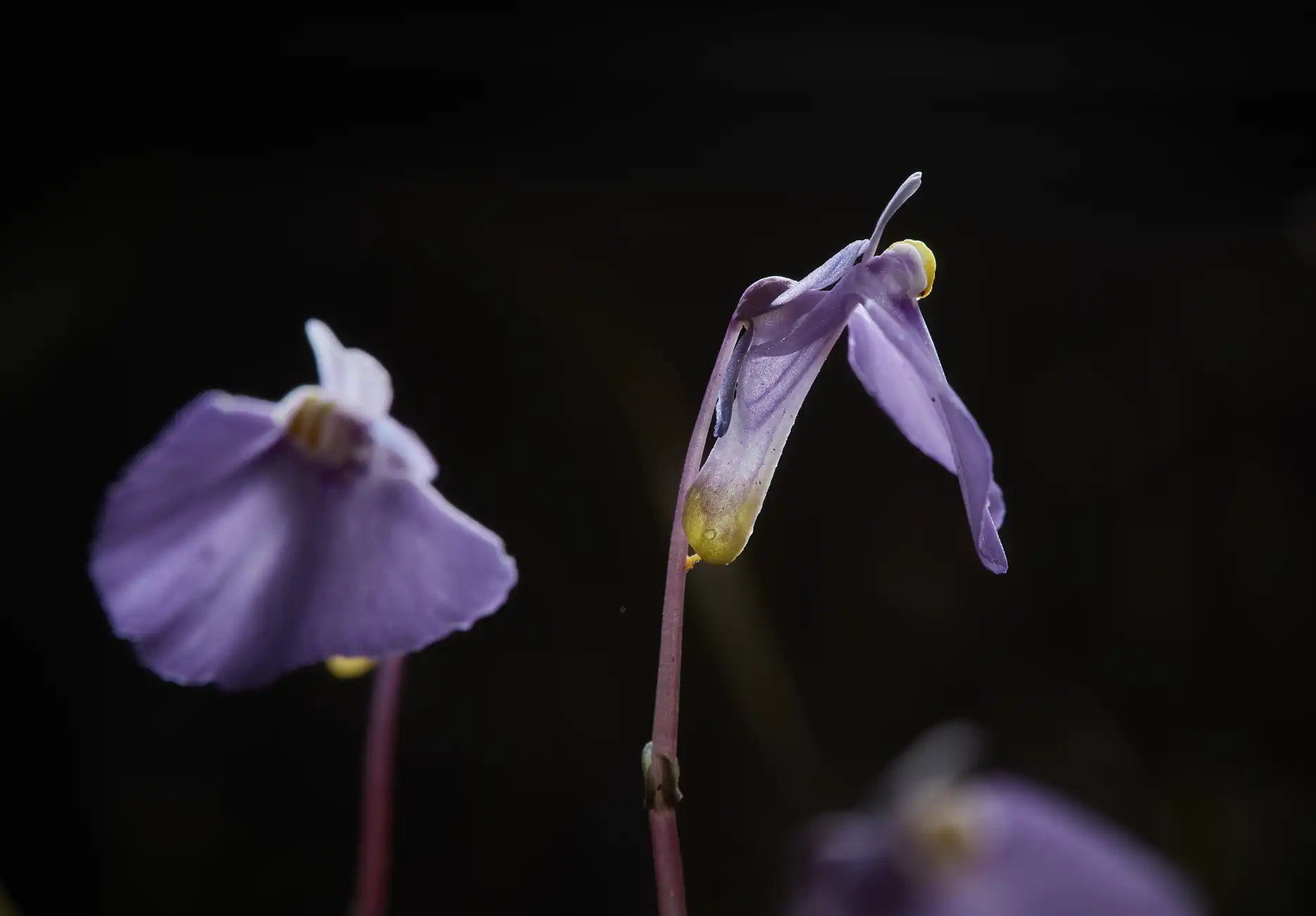 Utricularia uniflora at North Head in Sydney