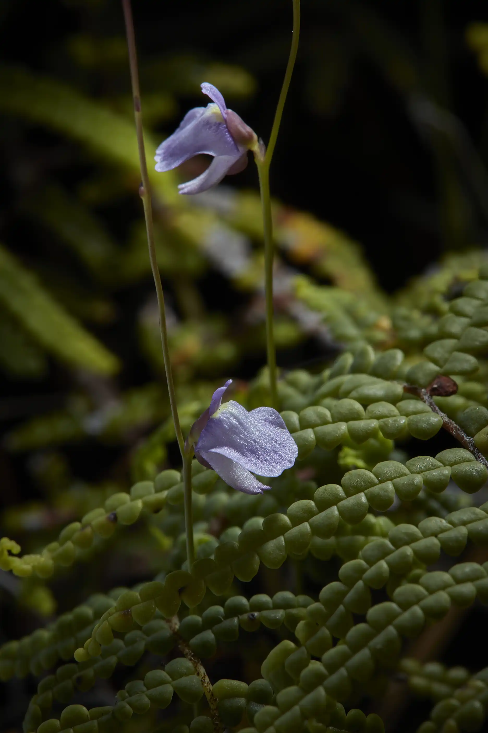 Utricularia lateriflora at North Head