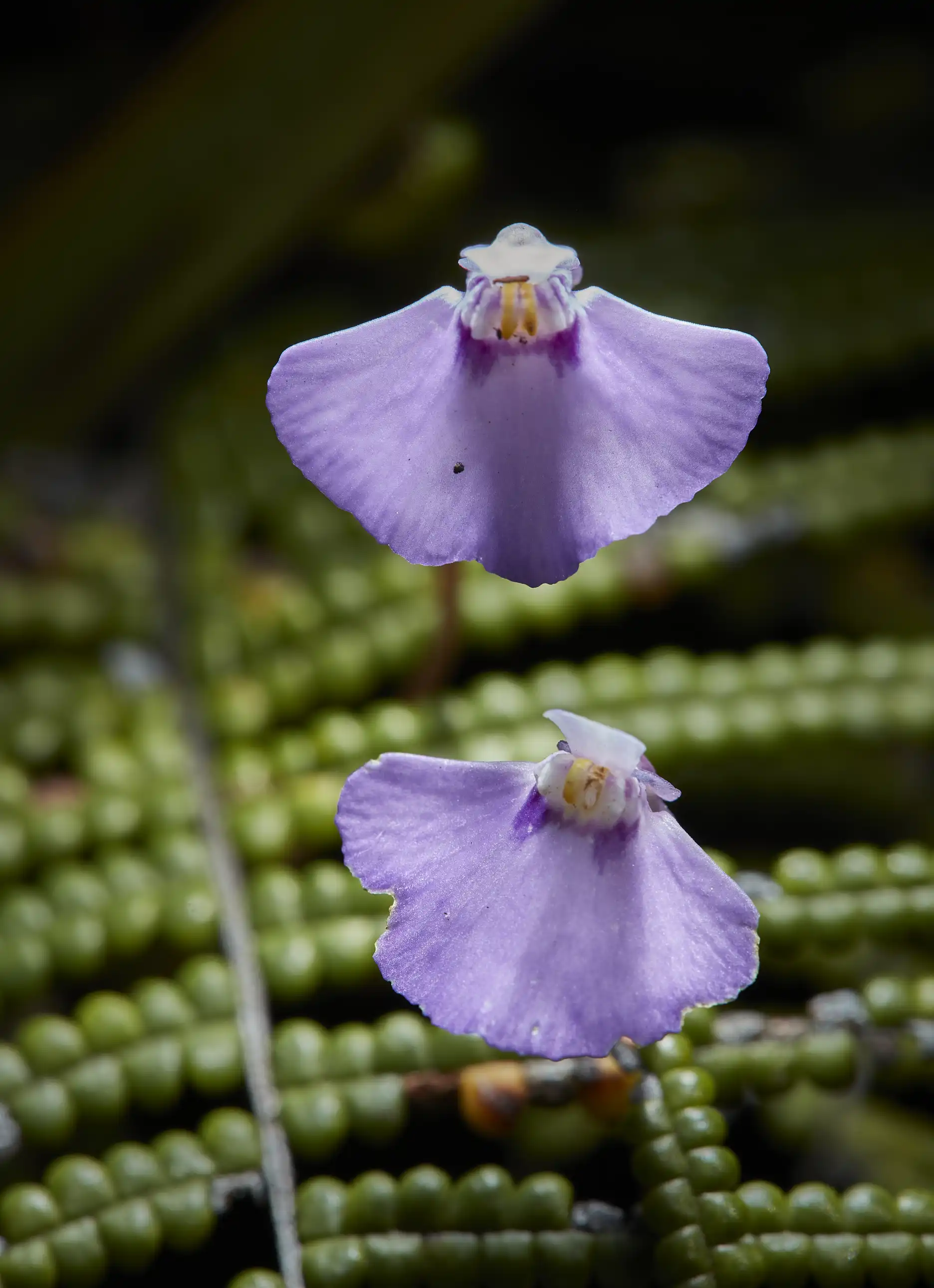 Utricularia uniflora at North Head