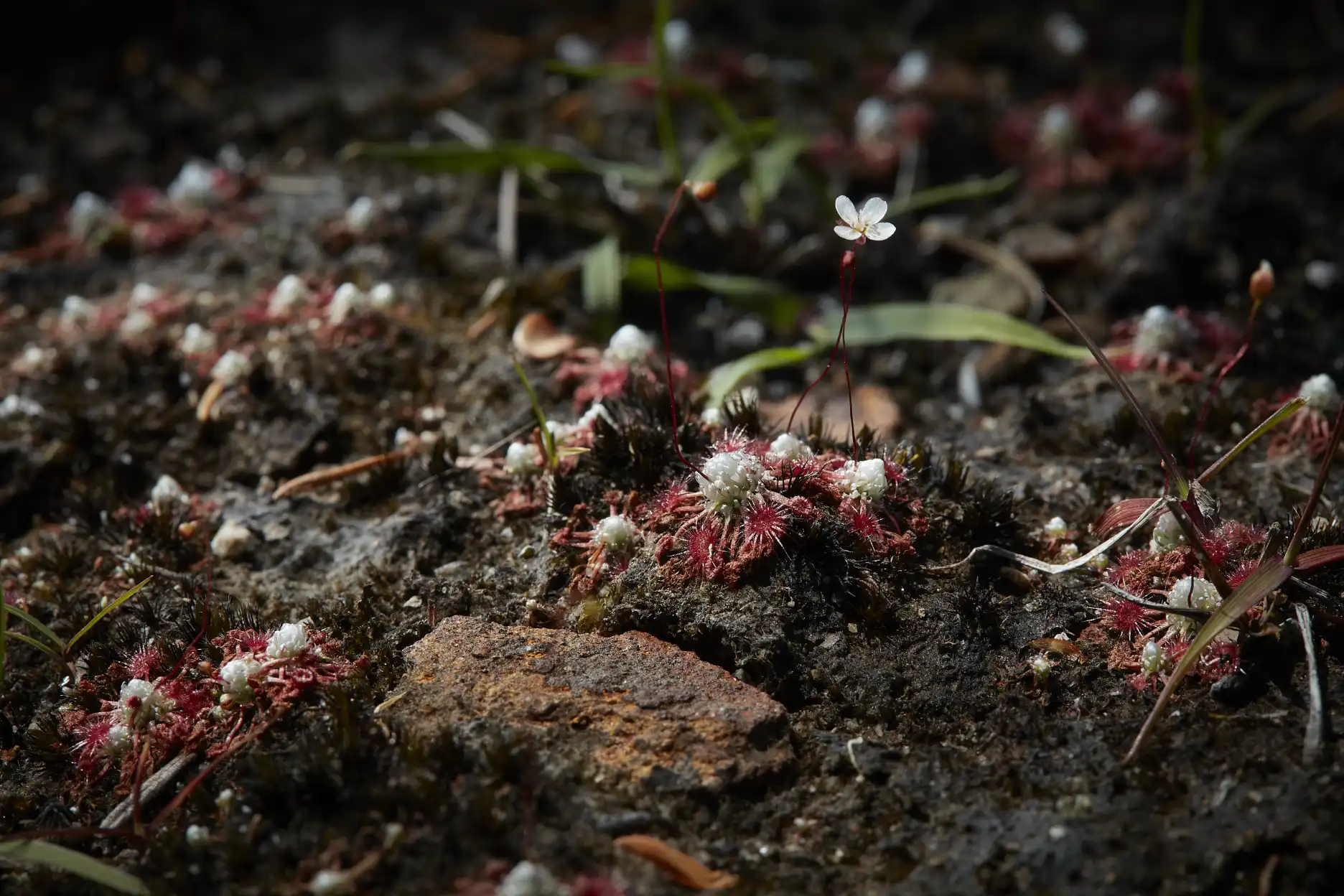 Drosera pygmea plants in peat at North Head