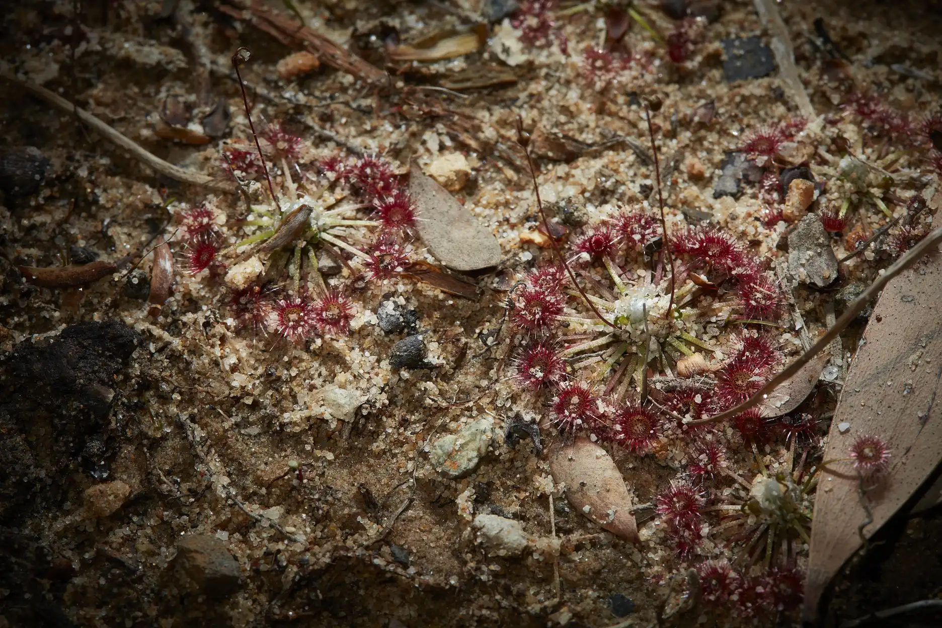 Drosera pygmea plants in sand at North Head, Australia