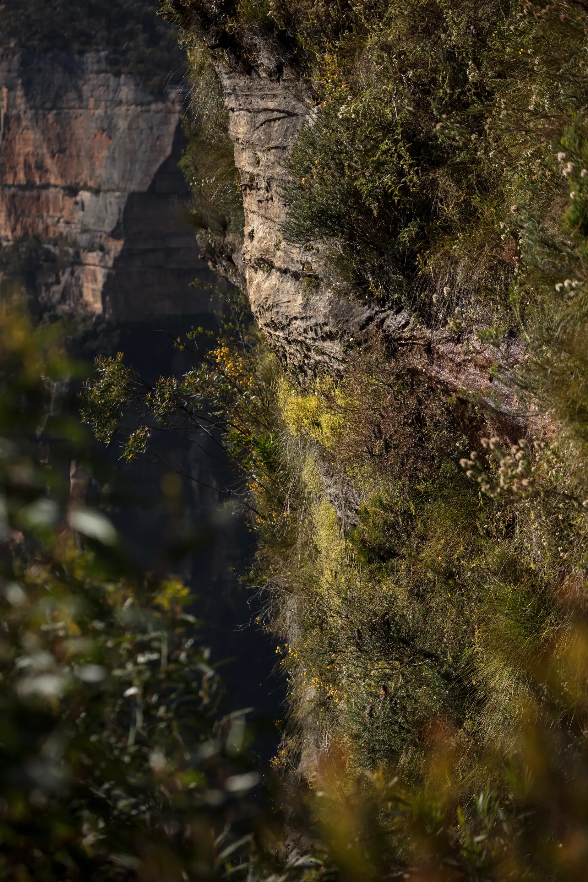 Drosera binata projecting from a cliff face off the trail between Govett’s Leap and Horseshoe Falls