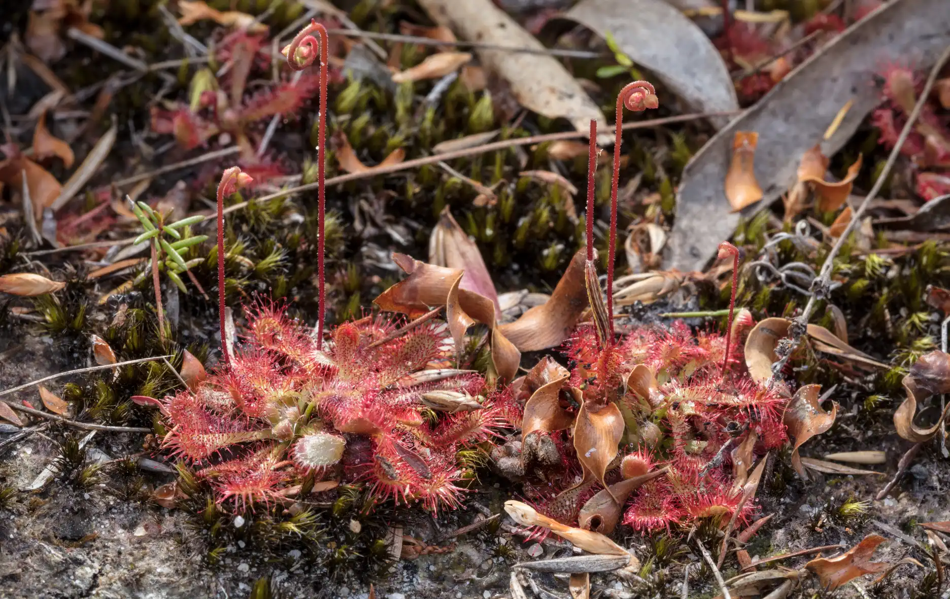 Drosera spatulata near Horseshoe Falls