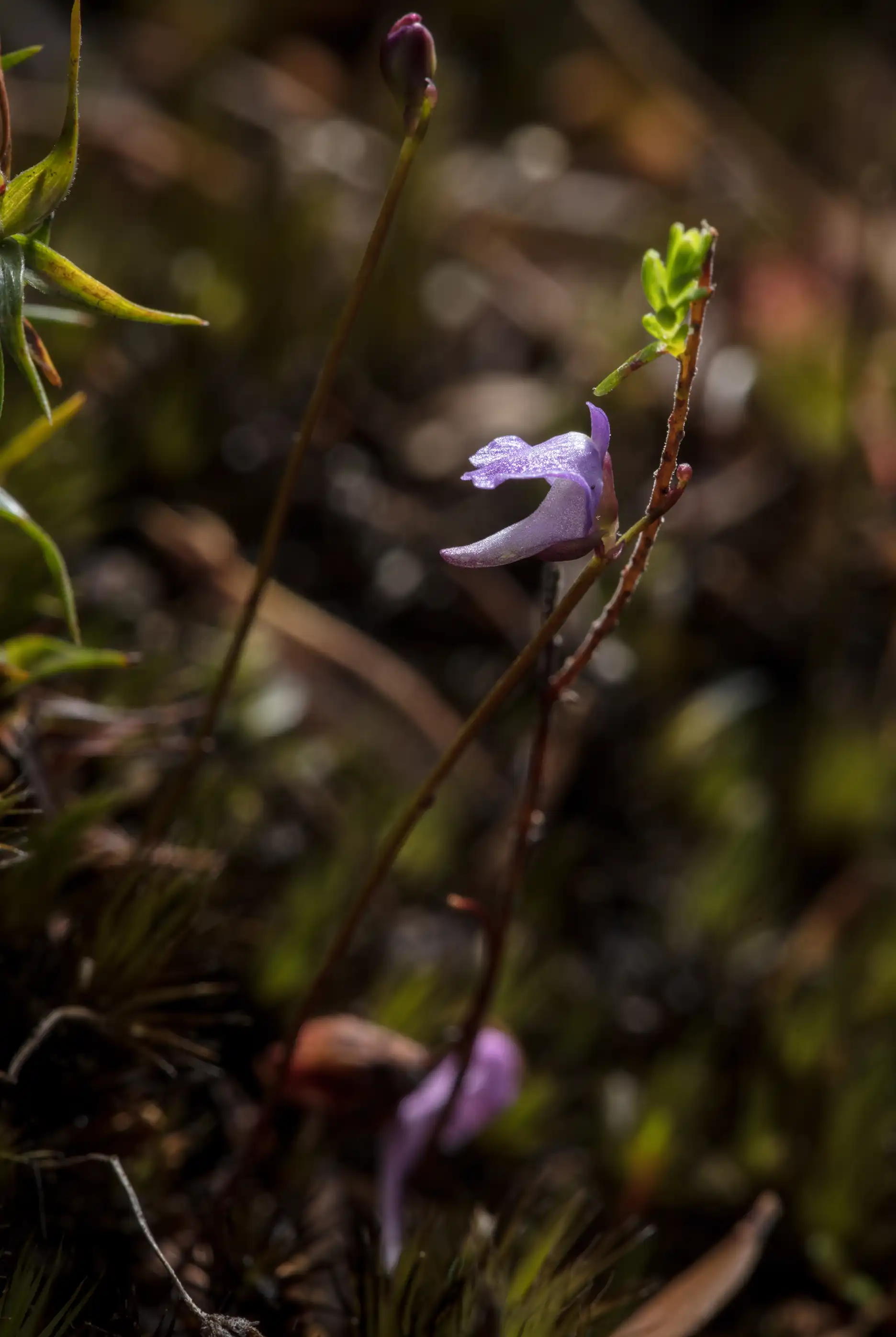 Utricularia lateriflora inflorescence