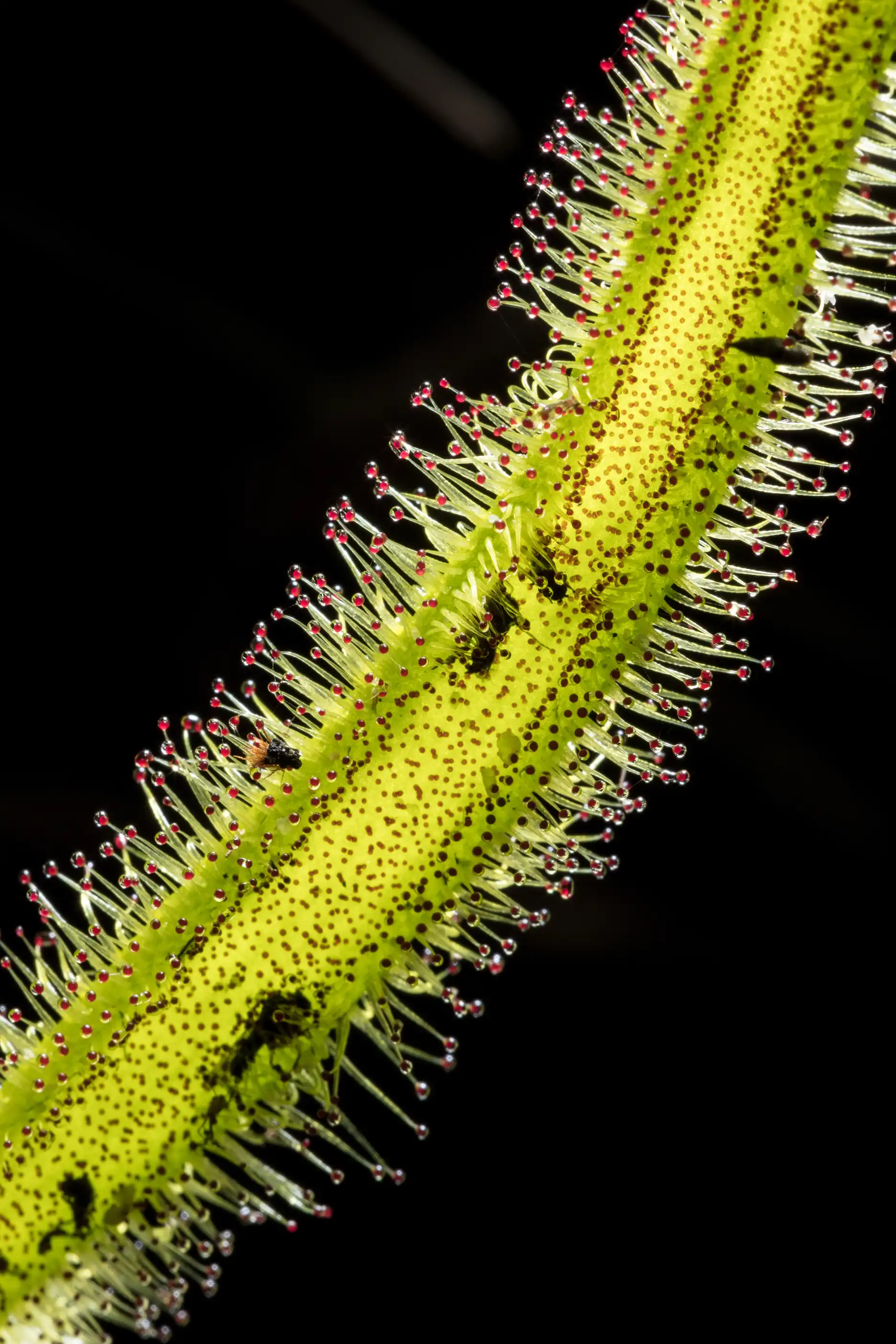 Drosera binata var dichotoma leaf detail