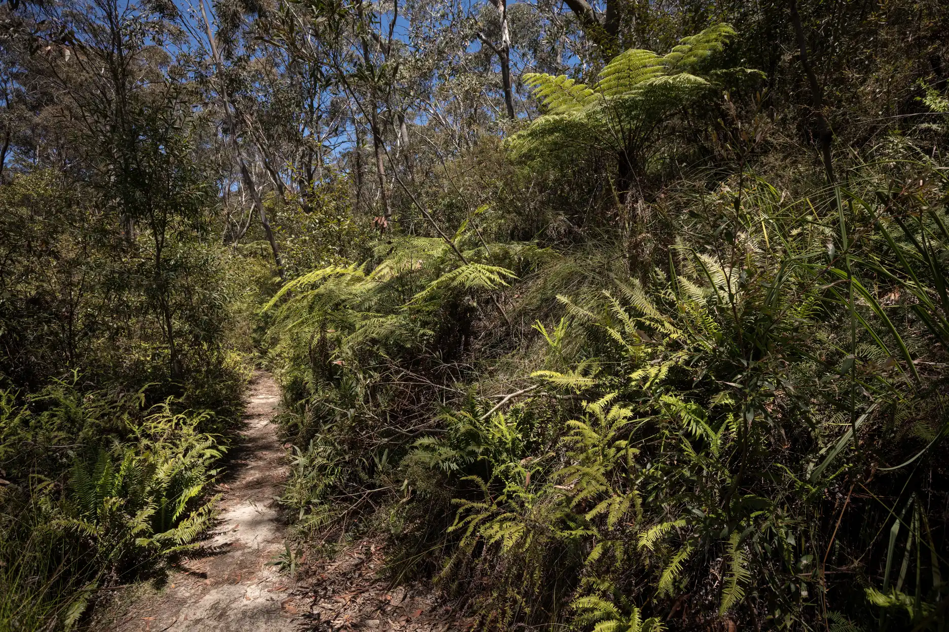 Trail section near Govett’s Leap