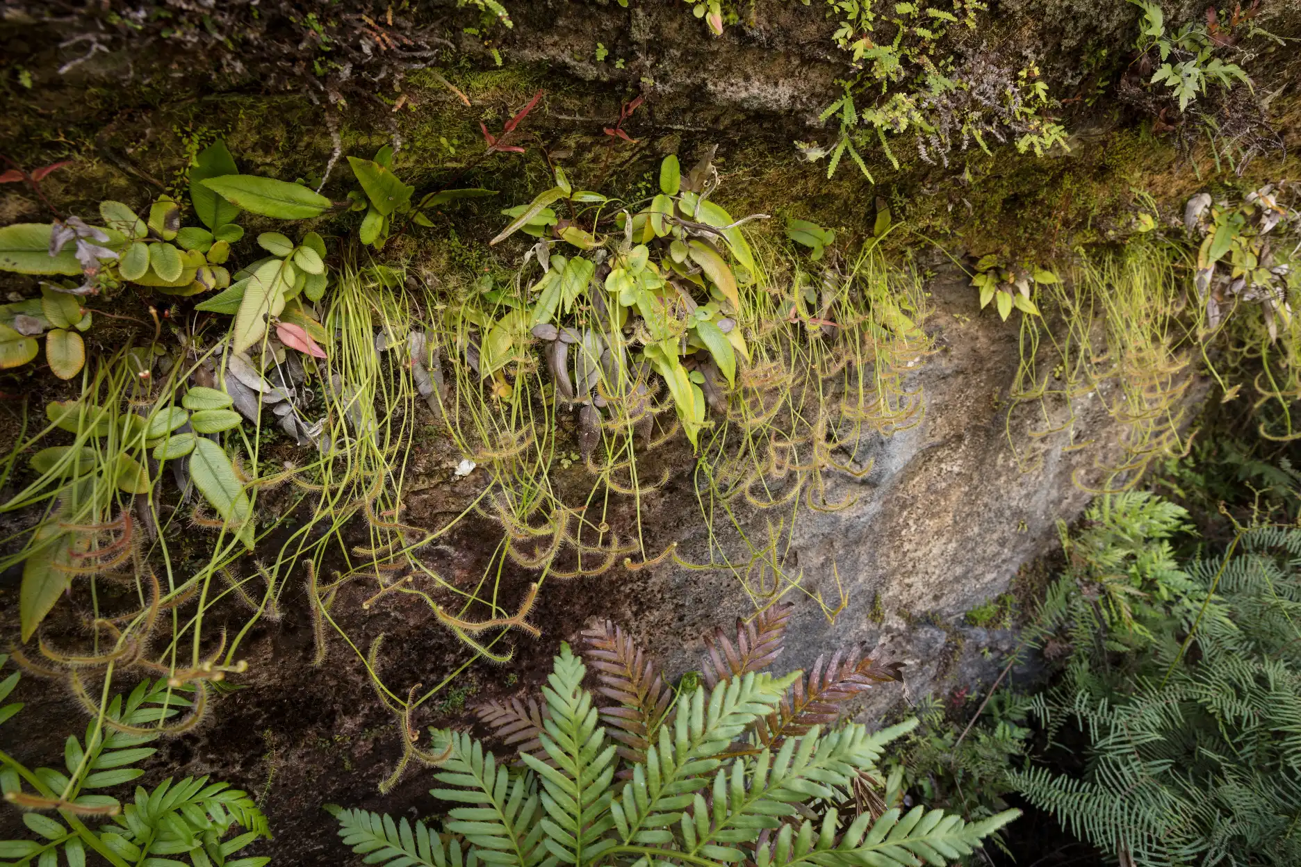 Drosera binata var dichotoma colony growing on the side of a large boulder