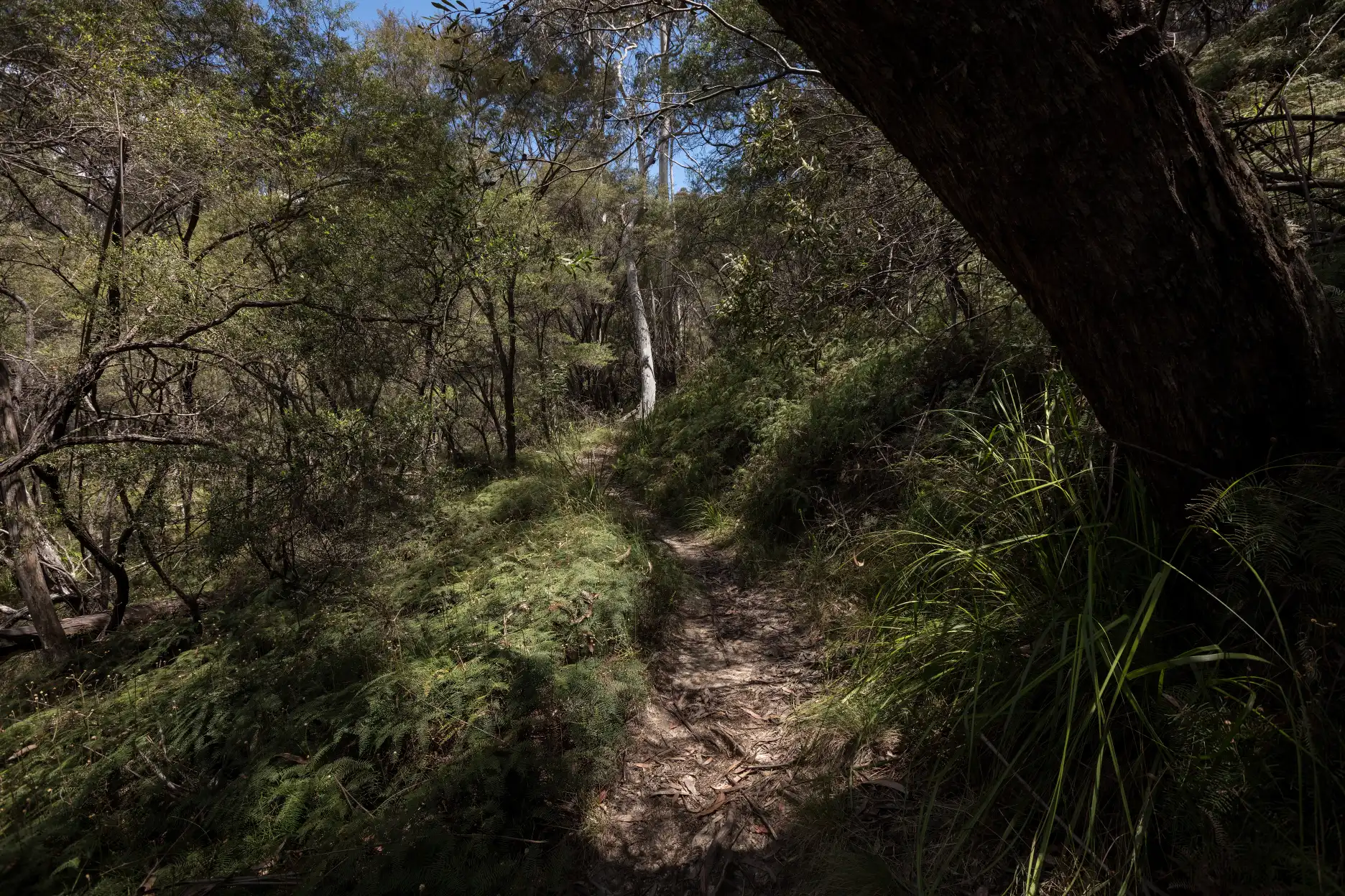 Trail section near Drosera auriculata and Drosera binata well after Horseshoe Falls near Blackheath