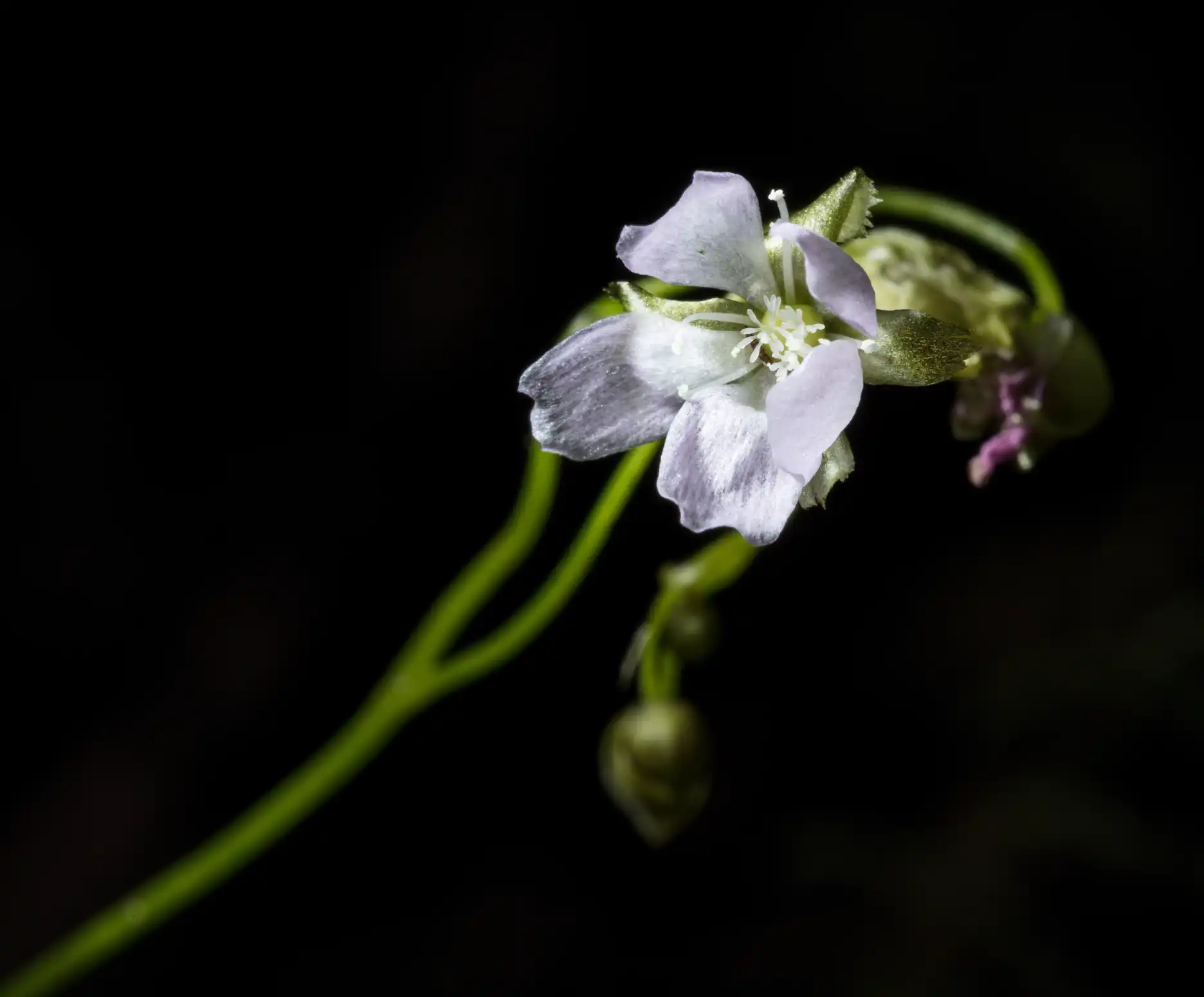 Drosera auriculata inflorescence