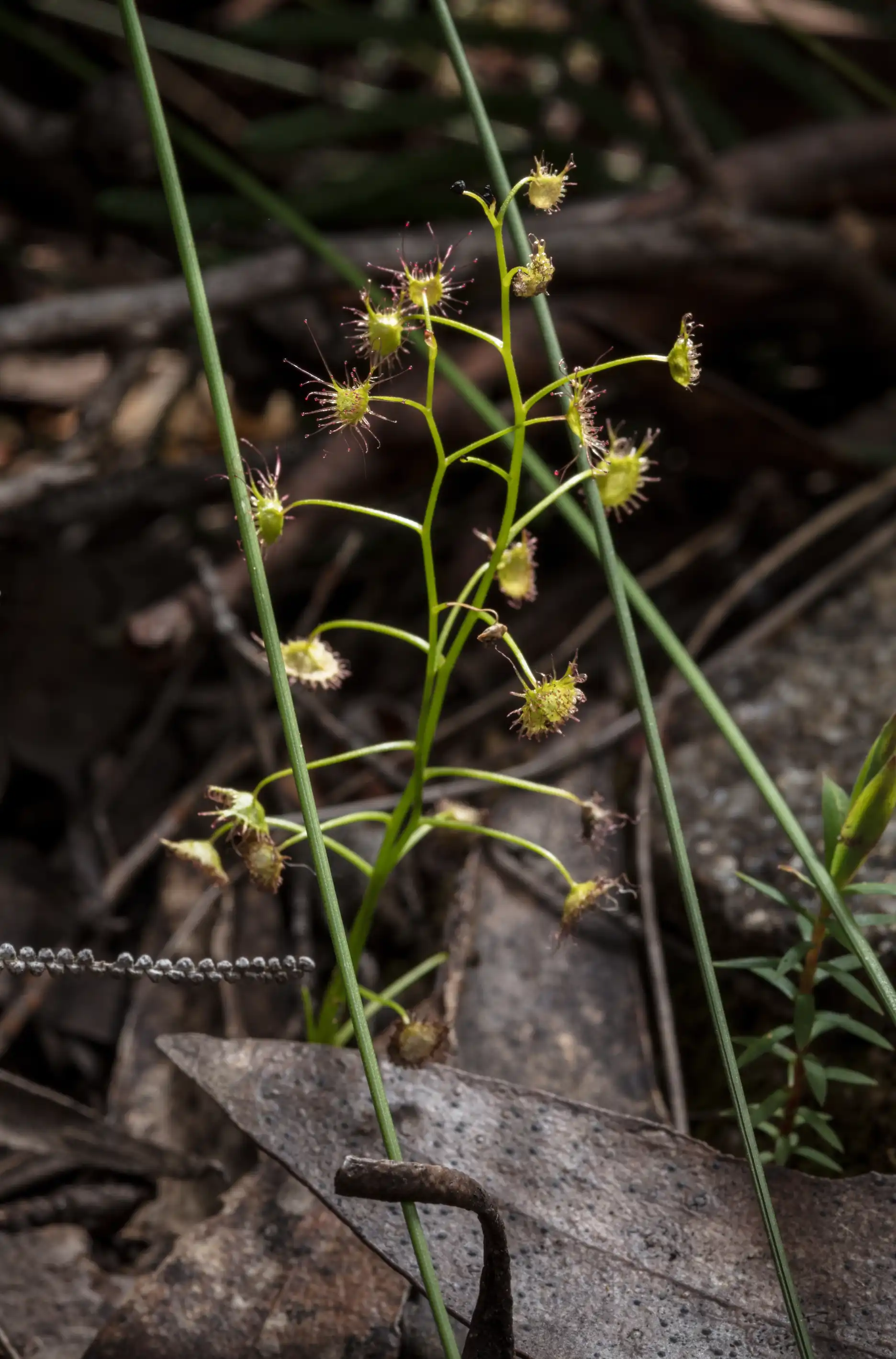 Drosera auriculata plant