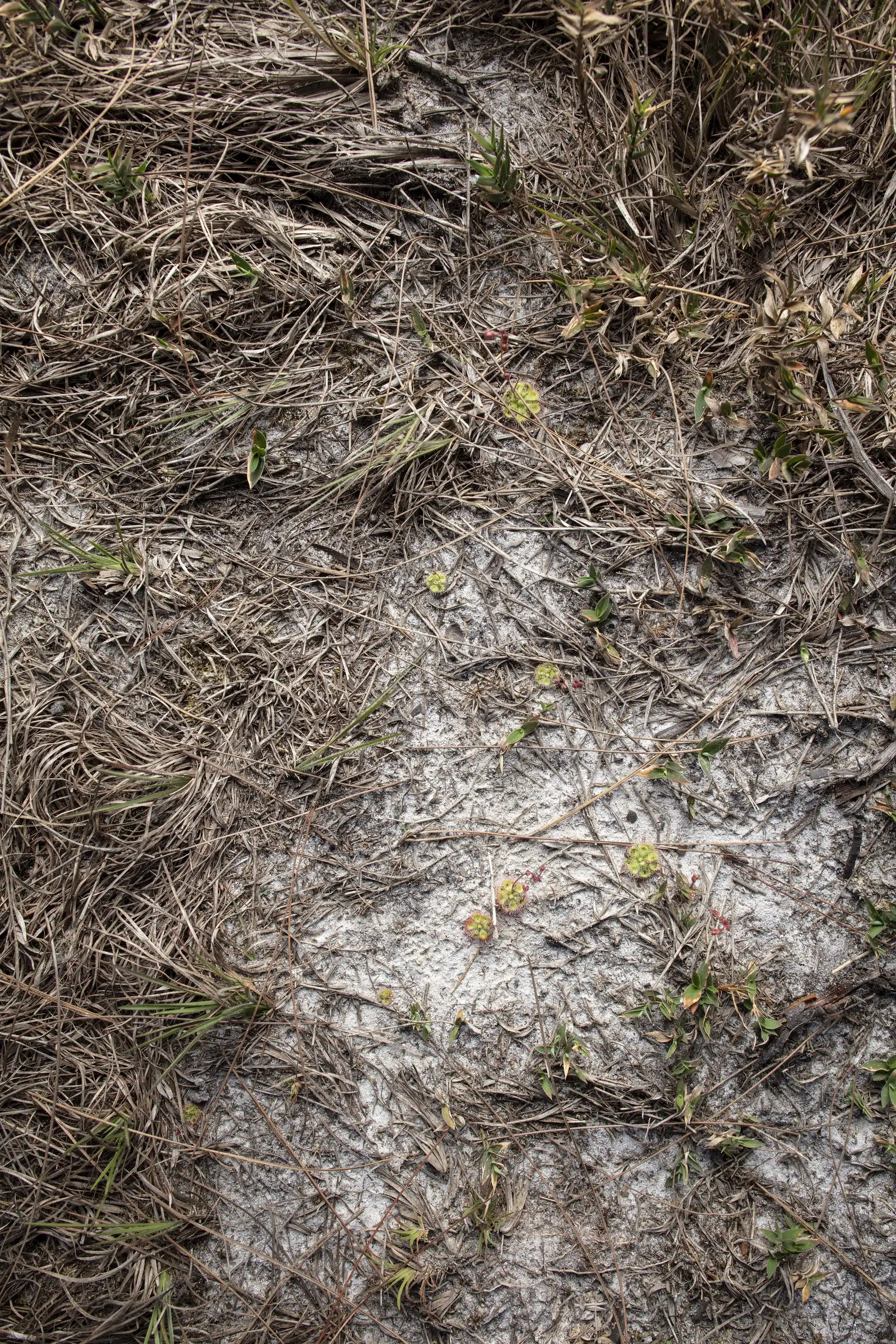 Drosera burmannii plants in their habitat