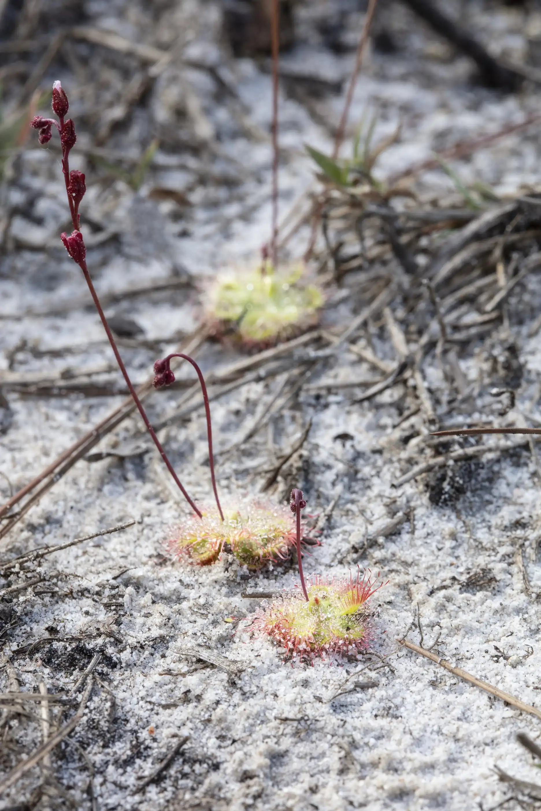 Drosera burmannii plants growing in sand