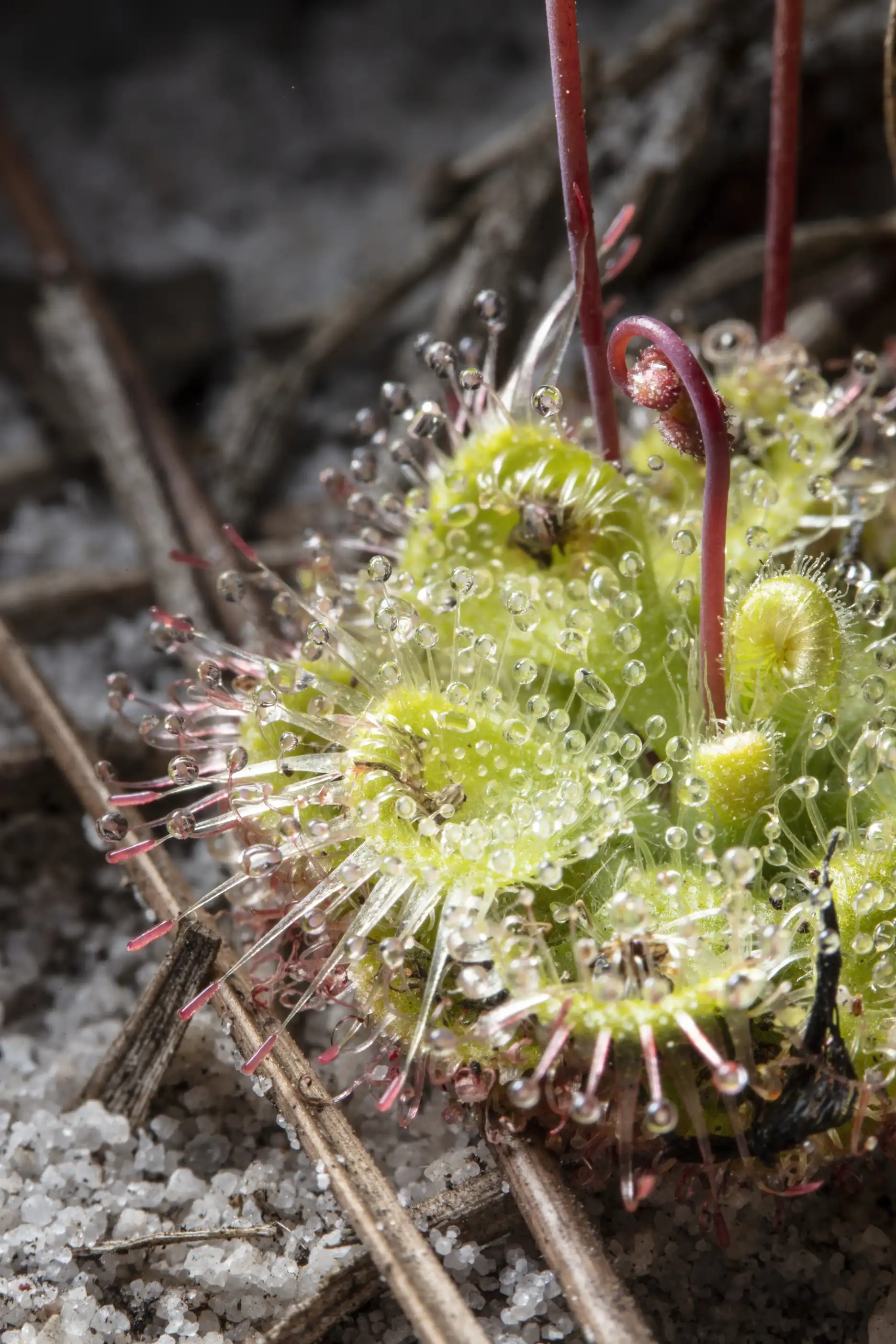 Detail of Drosera burmannii leaves and tentacles