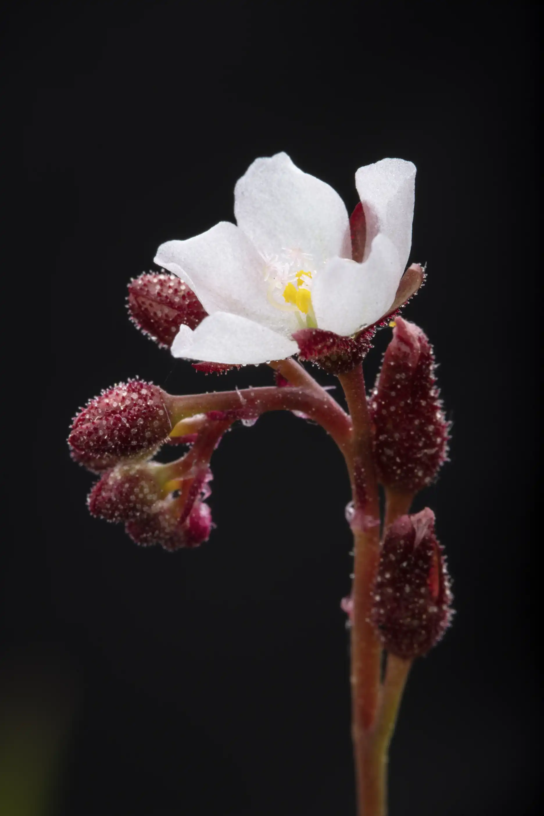 Drosera burmannii flowers