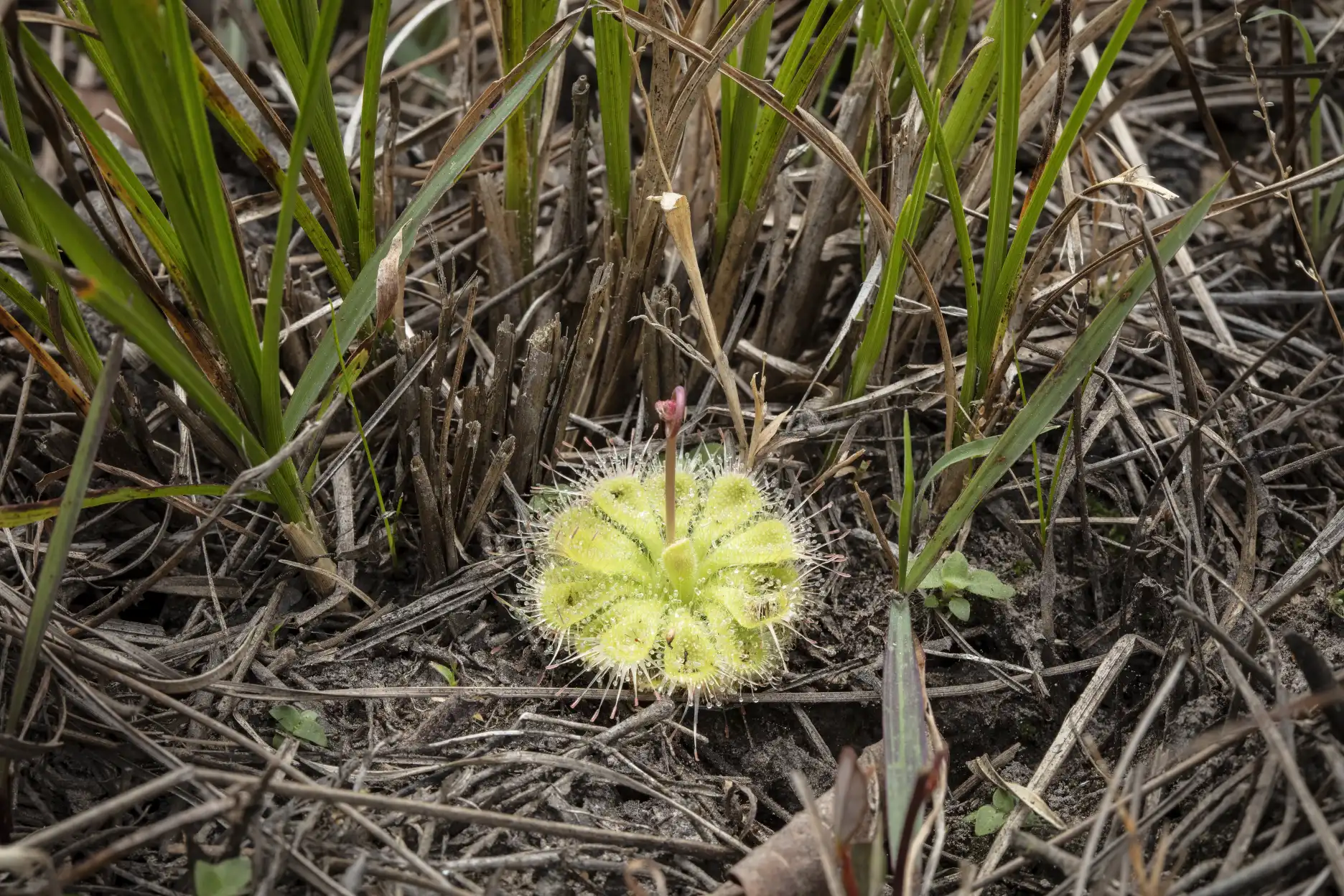 Large Drosera burmannii plant with grasses