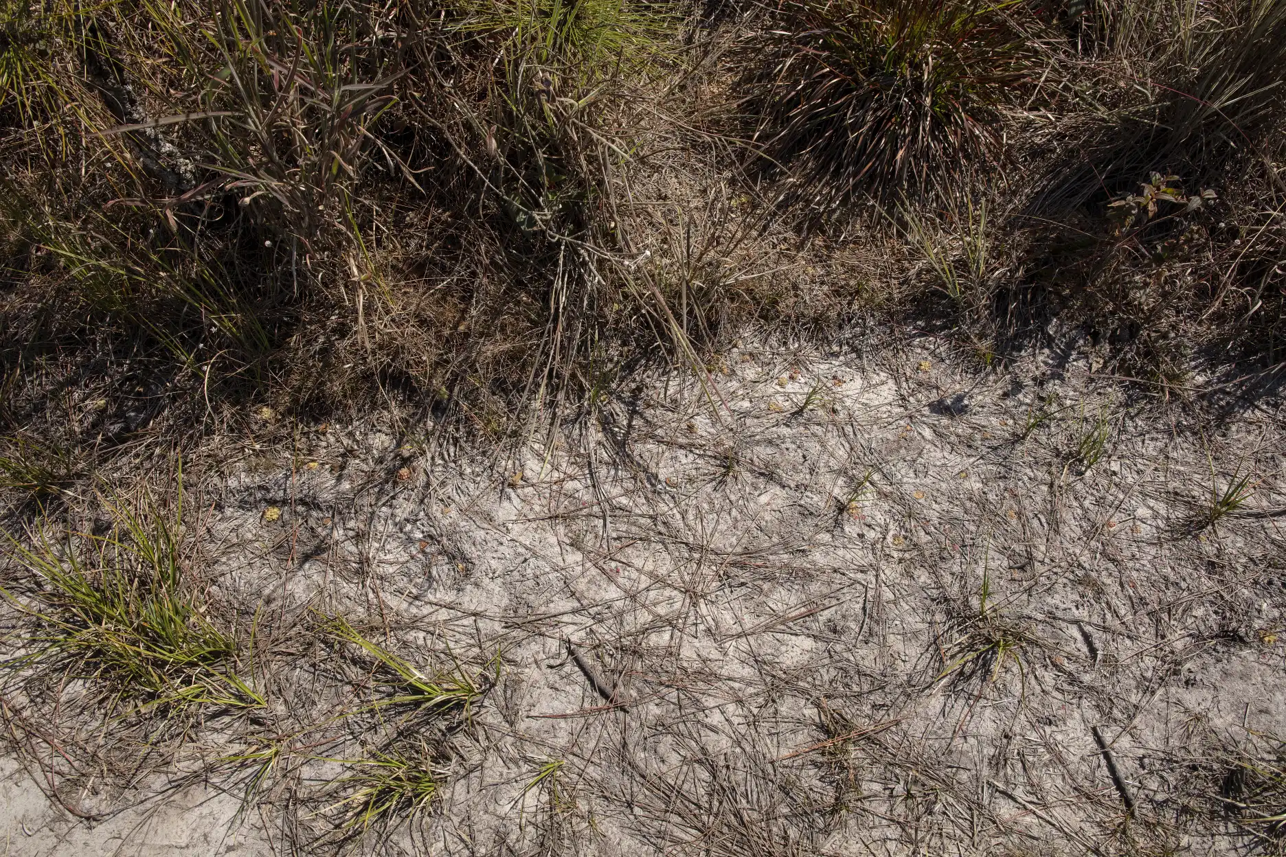 Drosera burmannii habitat