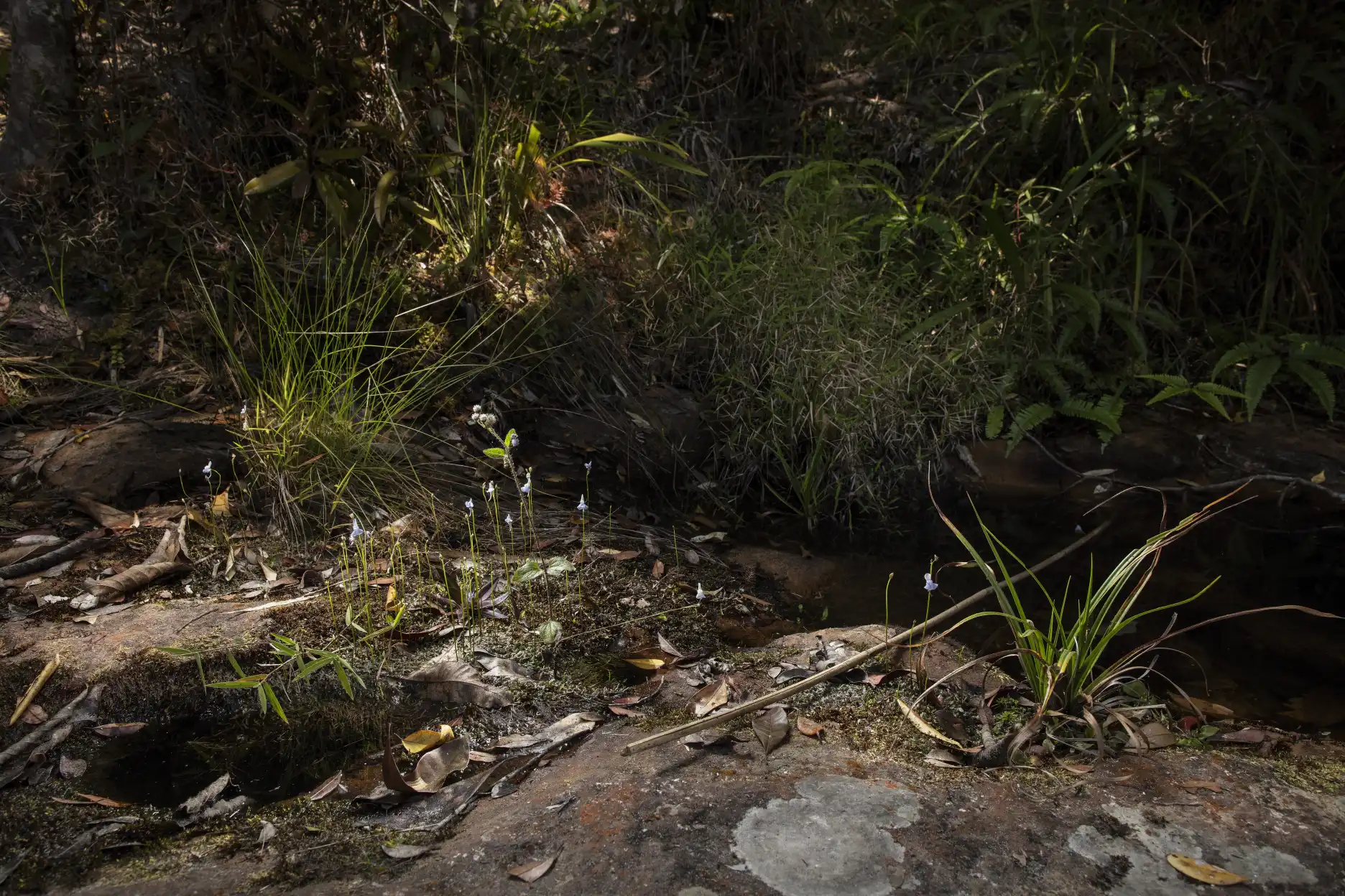 Utricularia graminifolia plants in their habitat