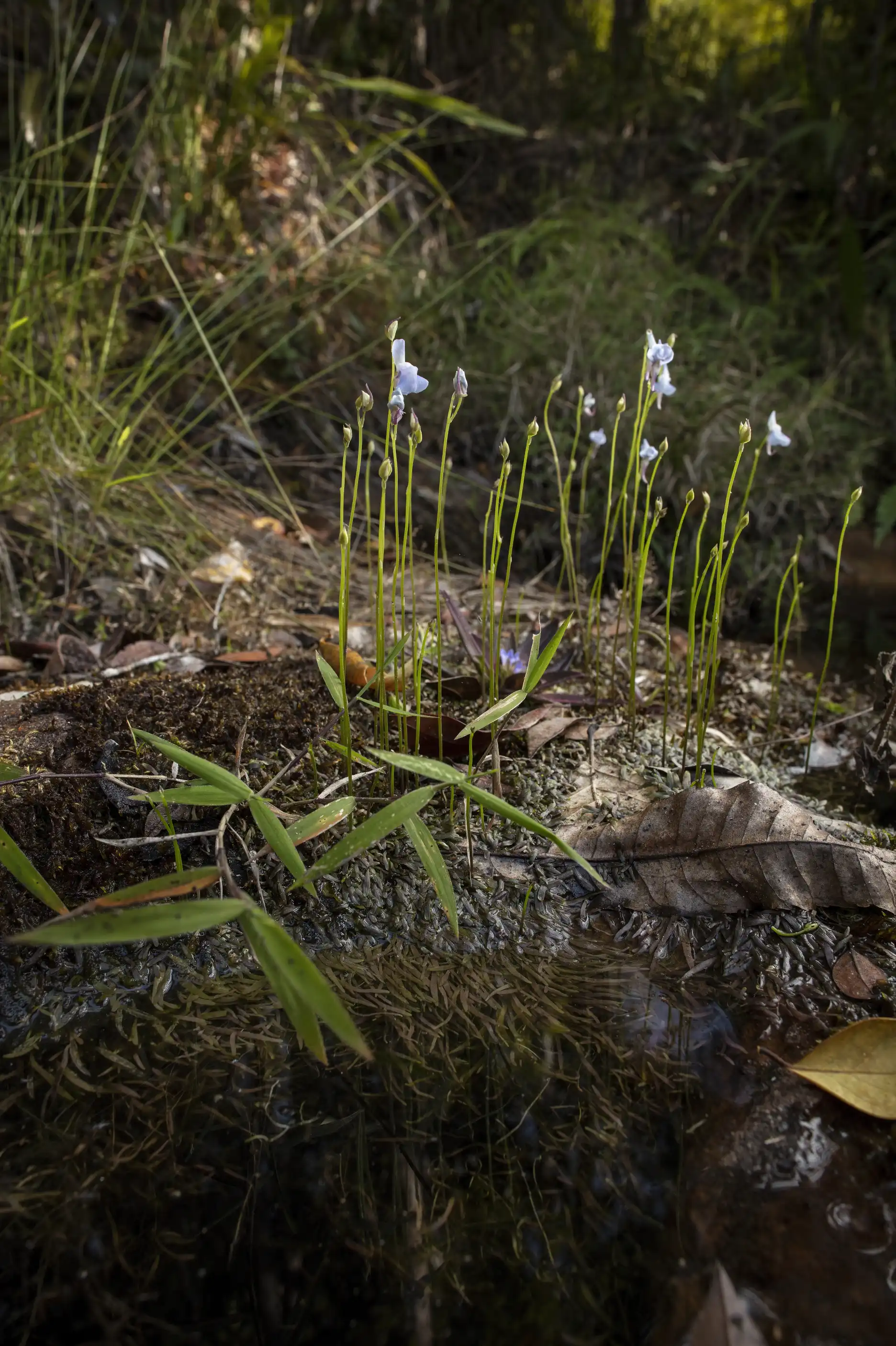 Utricularia graminifolia plants with flowers