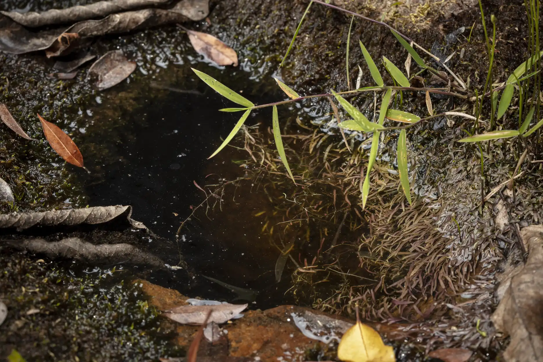 Utricularia graminifolia stolons in water