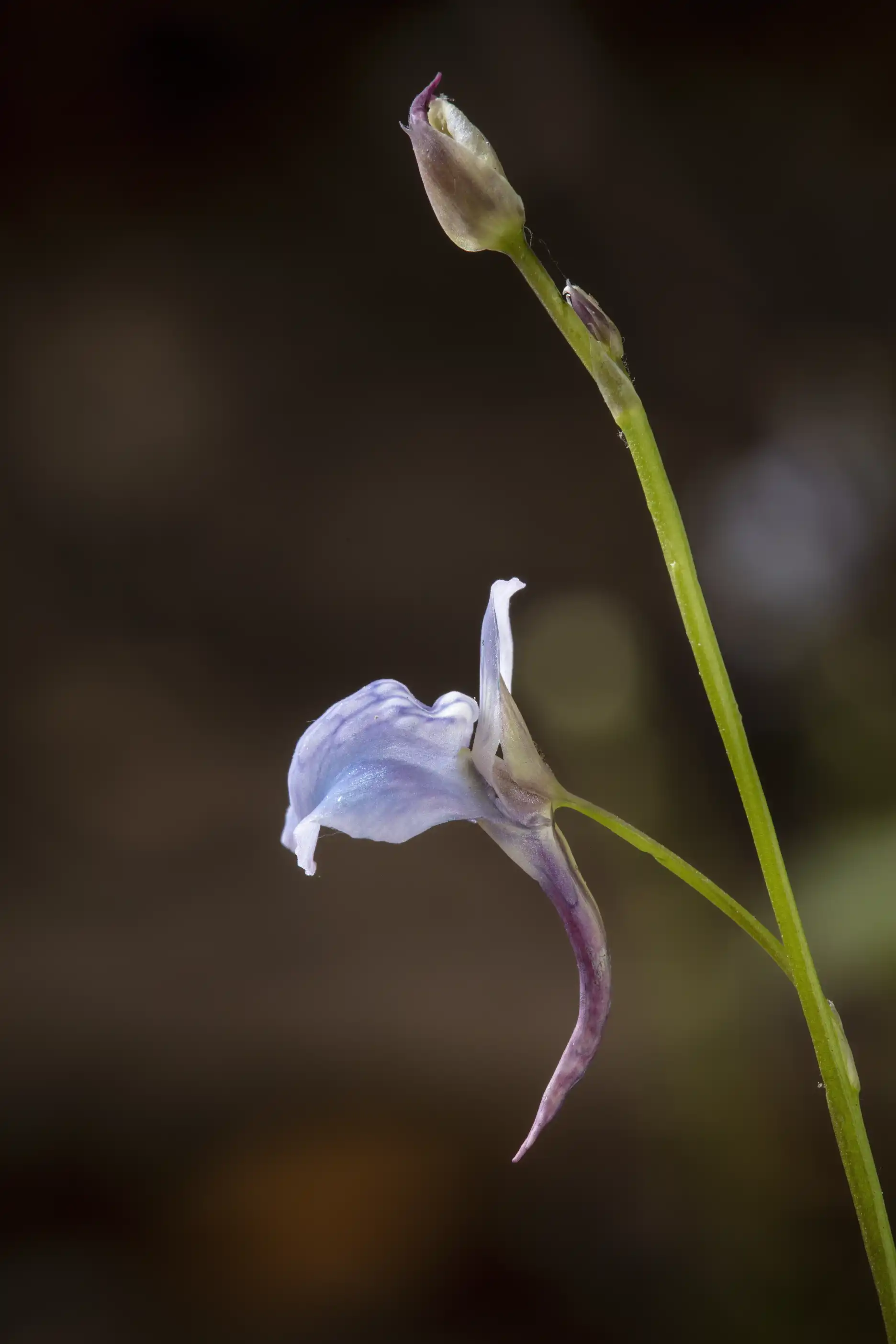 Utricularia graminifolia flower