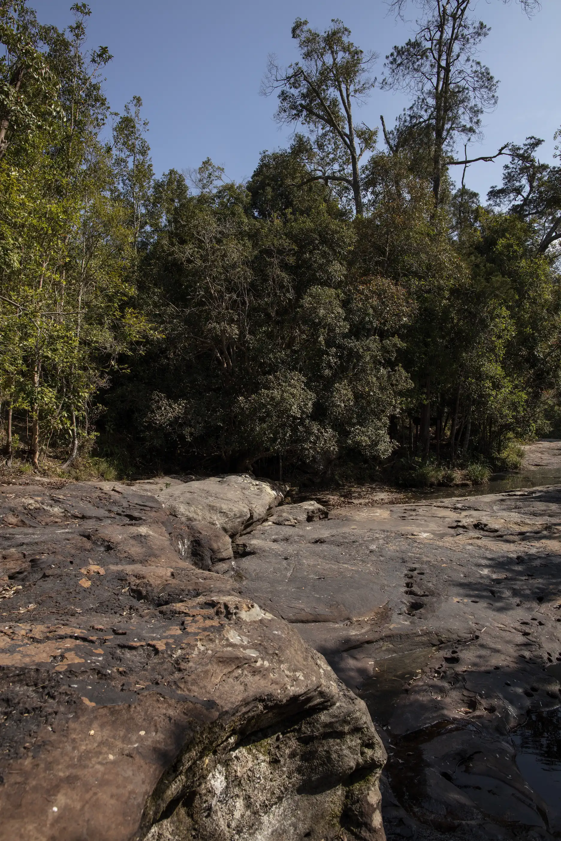 Wide view of Utricularia graminifolia habitat